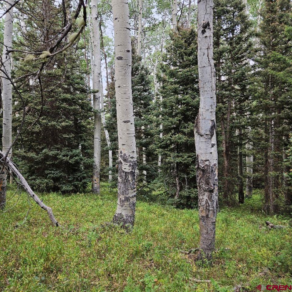 390 Rim Road Cimarron, CO 81220 - Photo 10 of 13 a view of a garden with a tree