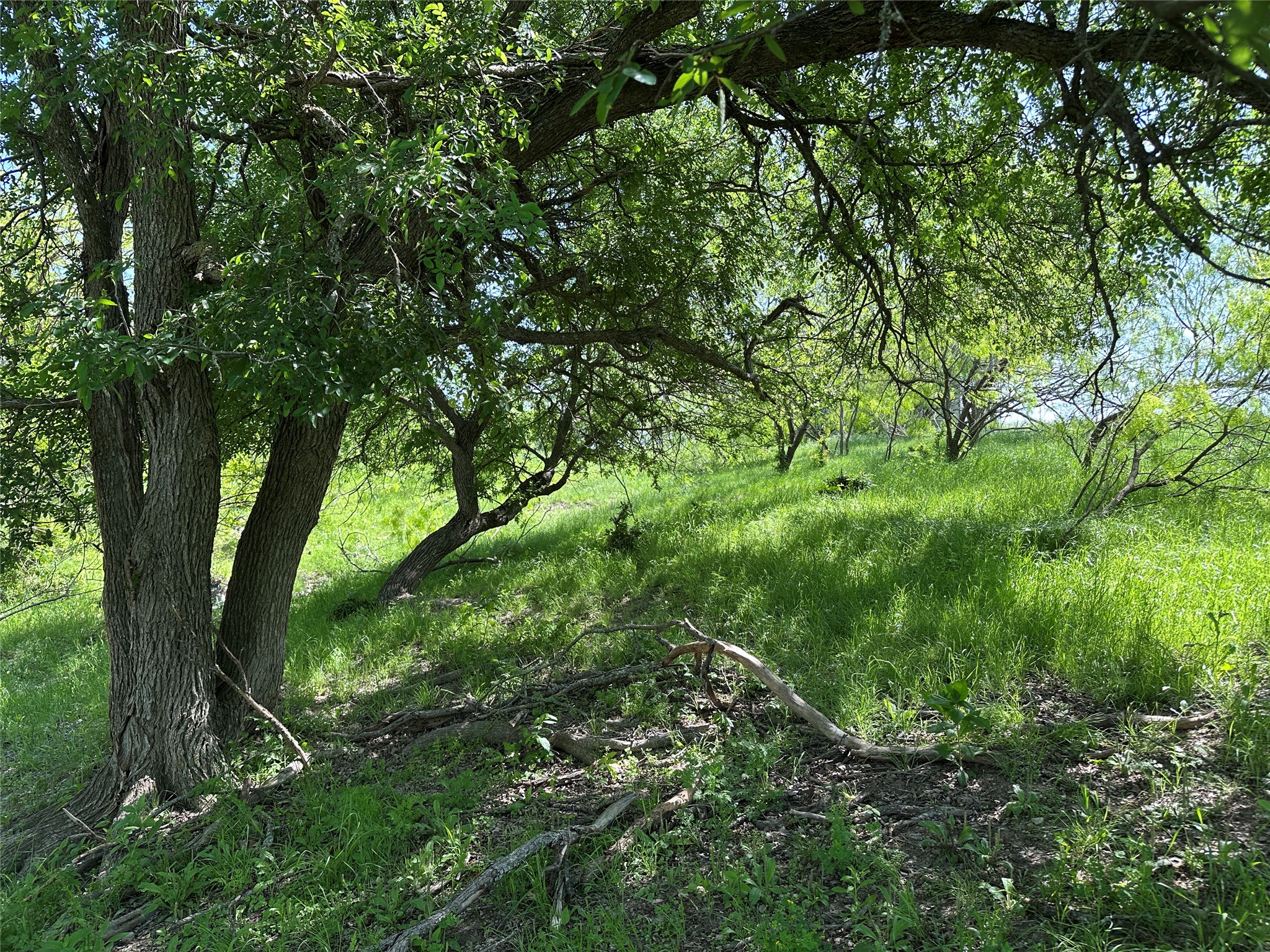 8500 North Fork Road Bartlett, TX 76511 - Photo 25 of 25 a view of a lush green forest