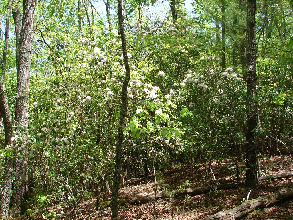 0 Yonce Road Murphy, NC 28906 - Photo 12 of 14