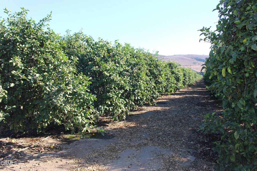 0 Price Road Somis, CA 93066 - Photo 14 of 15 IMG_5777