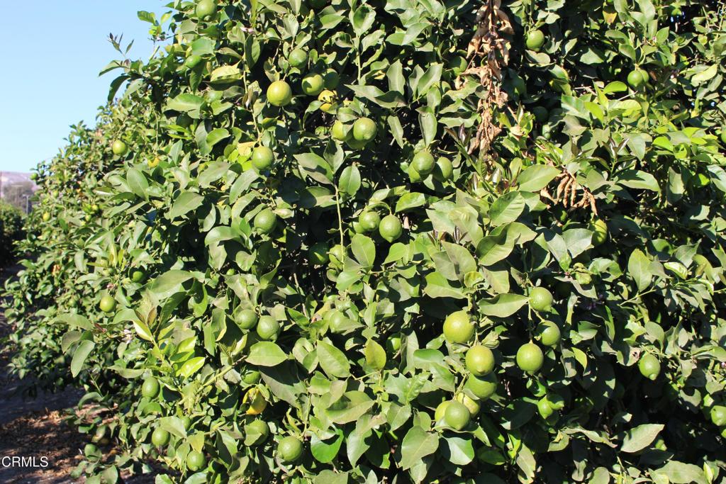 0 Price Road Somis, CA 93066 - Photo 2 of 15 IMG_5769