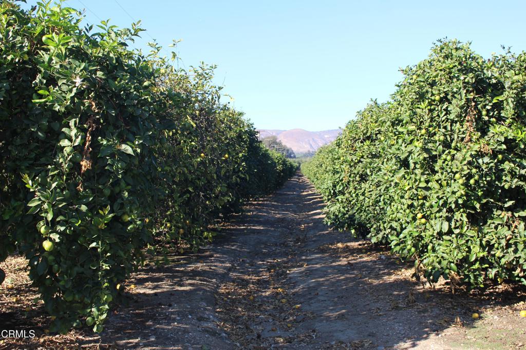 0 Price Road Somis, CA 93066 - Photo 7 of 15 IMG_5768