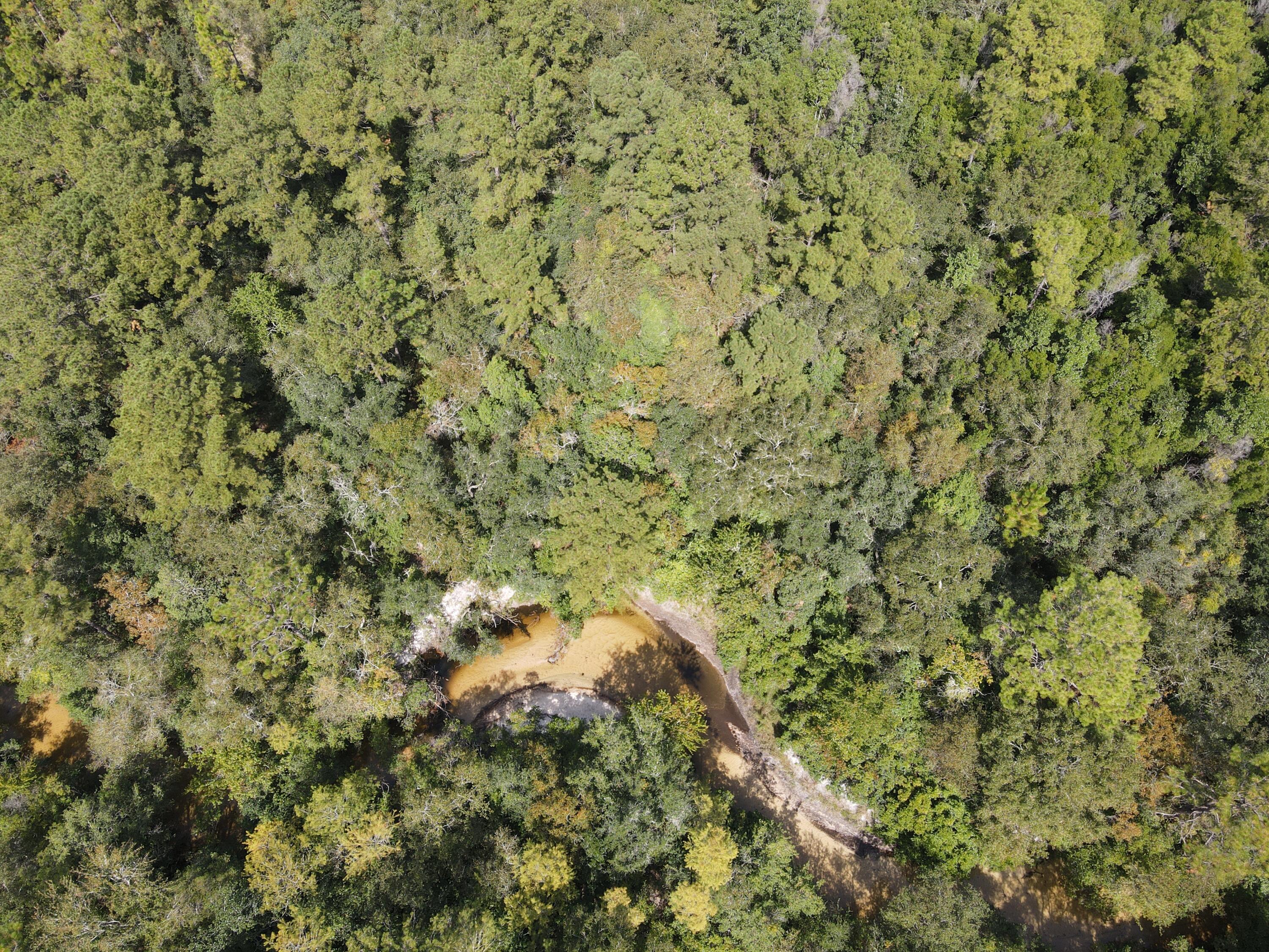 2450-acres King Lake Road DeFuniak Springs, FL 32433 - Photo 12 of 44 a view of a big yard with plants and large trees