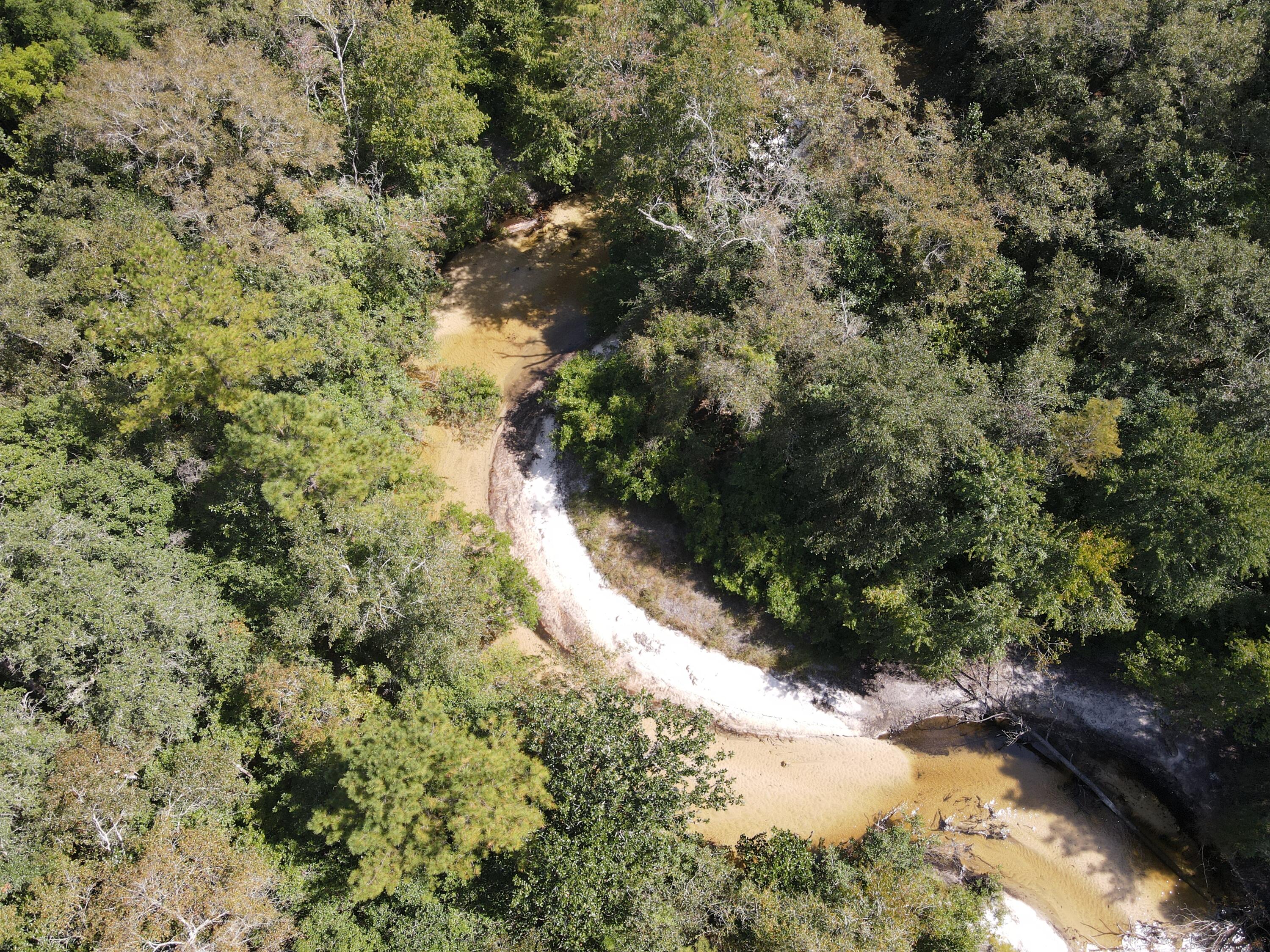 2450-acres King Lake Road DeFuniak Springs, FL 32433 - Photo 15 of 44 a view of a forest with a tree