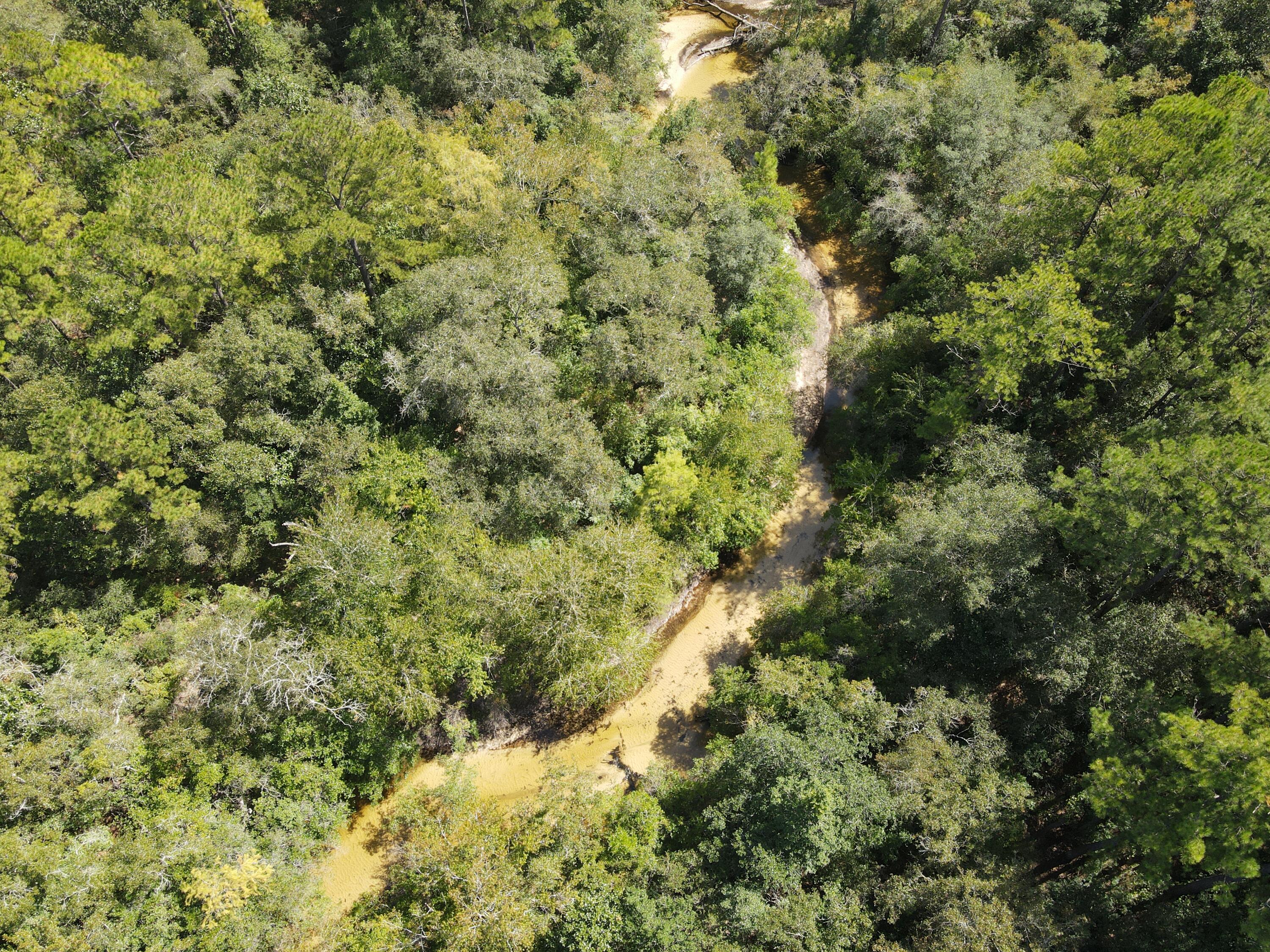2450-acres King Lake Road DeFuniak Springs, FL 32433 - Photo 16 of 44 a view of a forest with a tree