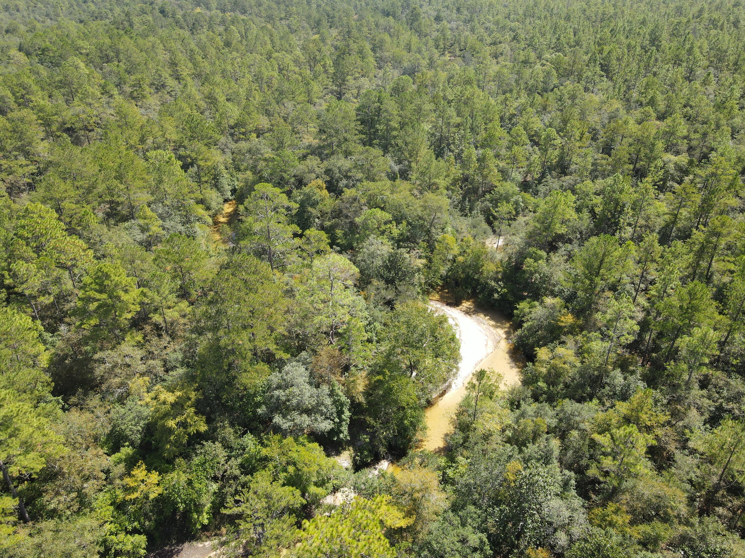 2450-acres King Lake Road DeFuniak Springs, FL 32433 - Photo 17 of 44 a view of a forest with a tree