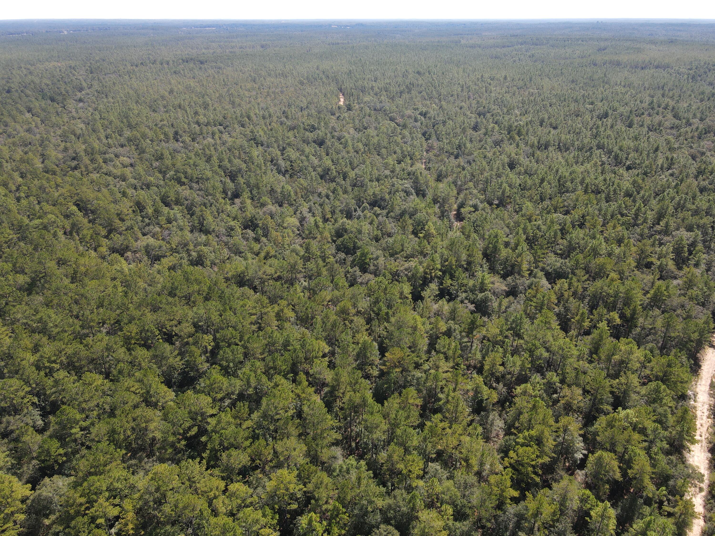 2450-acres King Lake Road DeFuniak Springs, FL 32433 - Photo 23 of 44 an aerial view of forest
