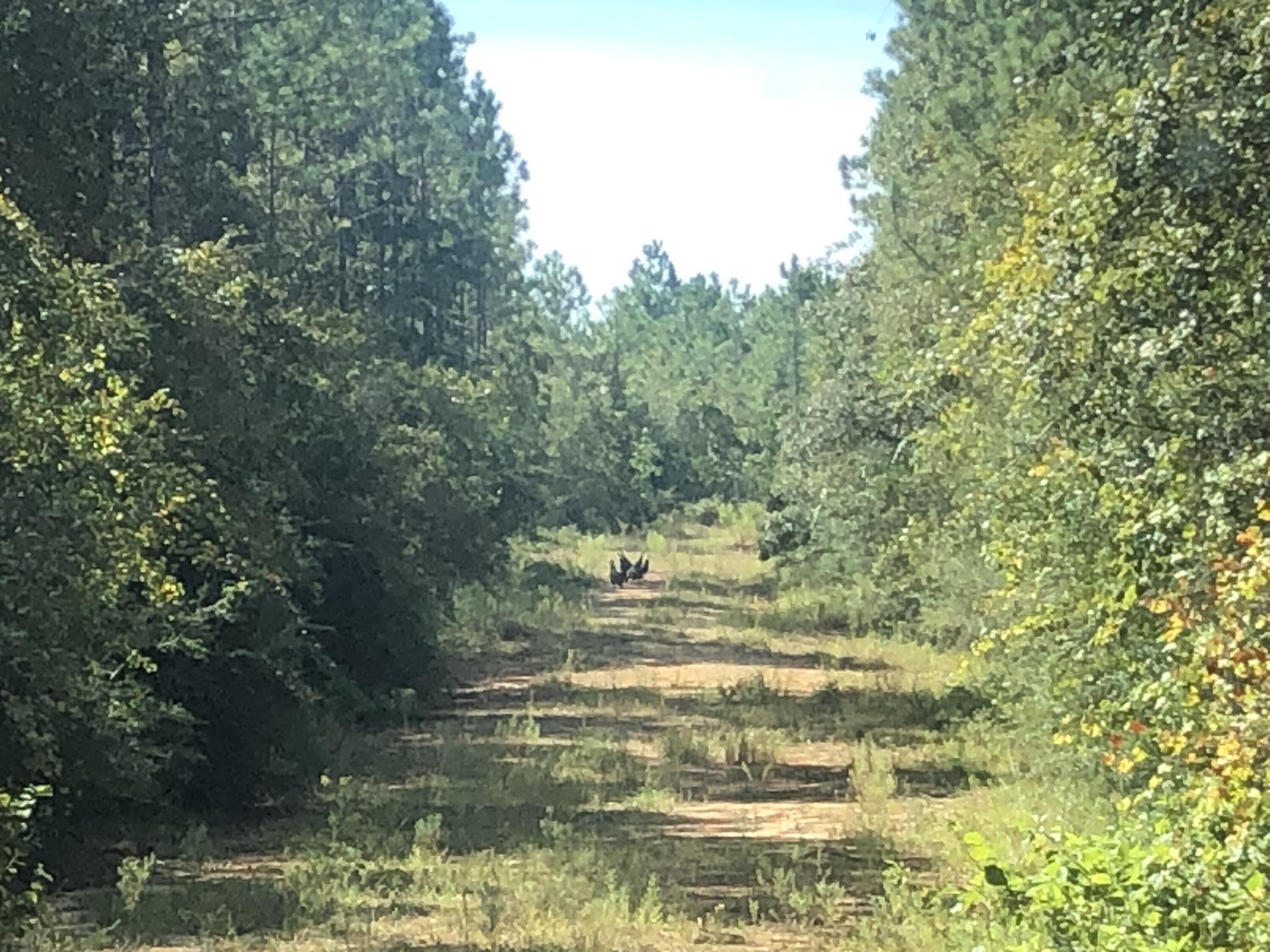 2450-acres King Lake Road DeFuniak Springs, FL 32433 - Photo 24 of 44 a view of a lake view