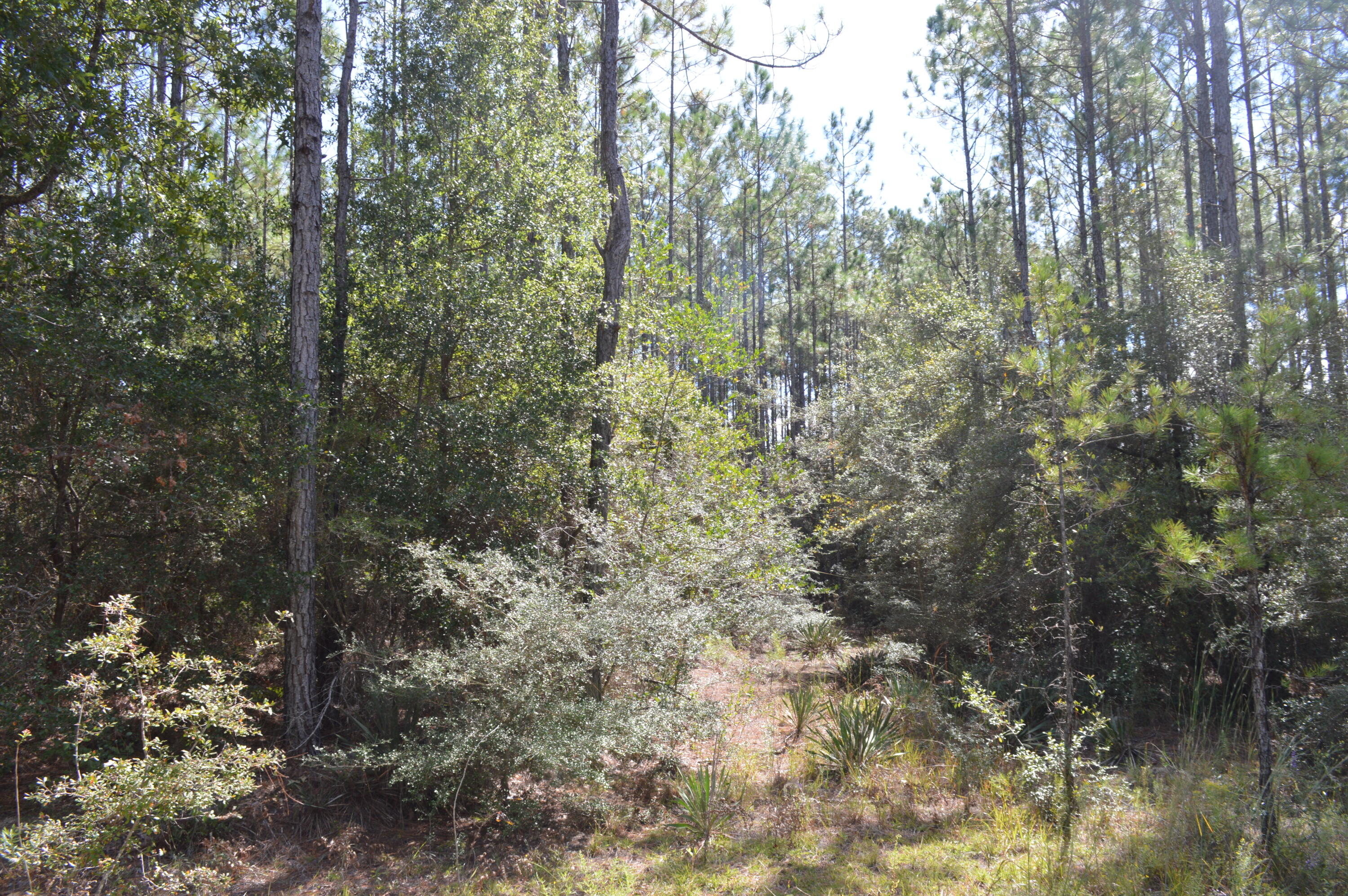 2450-acres King Lake Road DeFuniak Springs, FL 32433 - Photo 25 of 44 a view of a forest with lots of trees