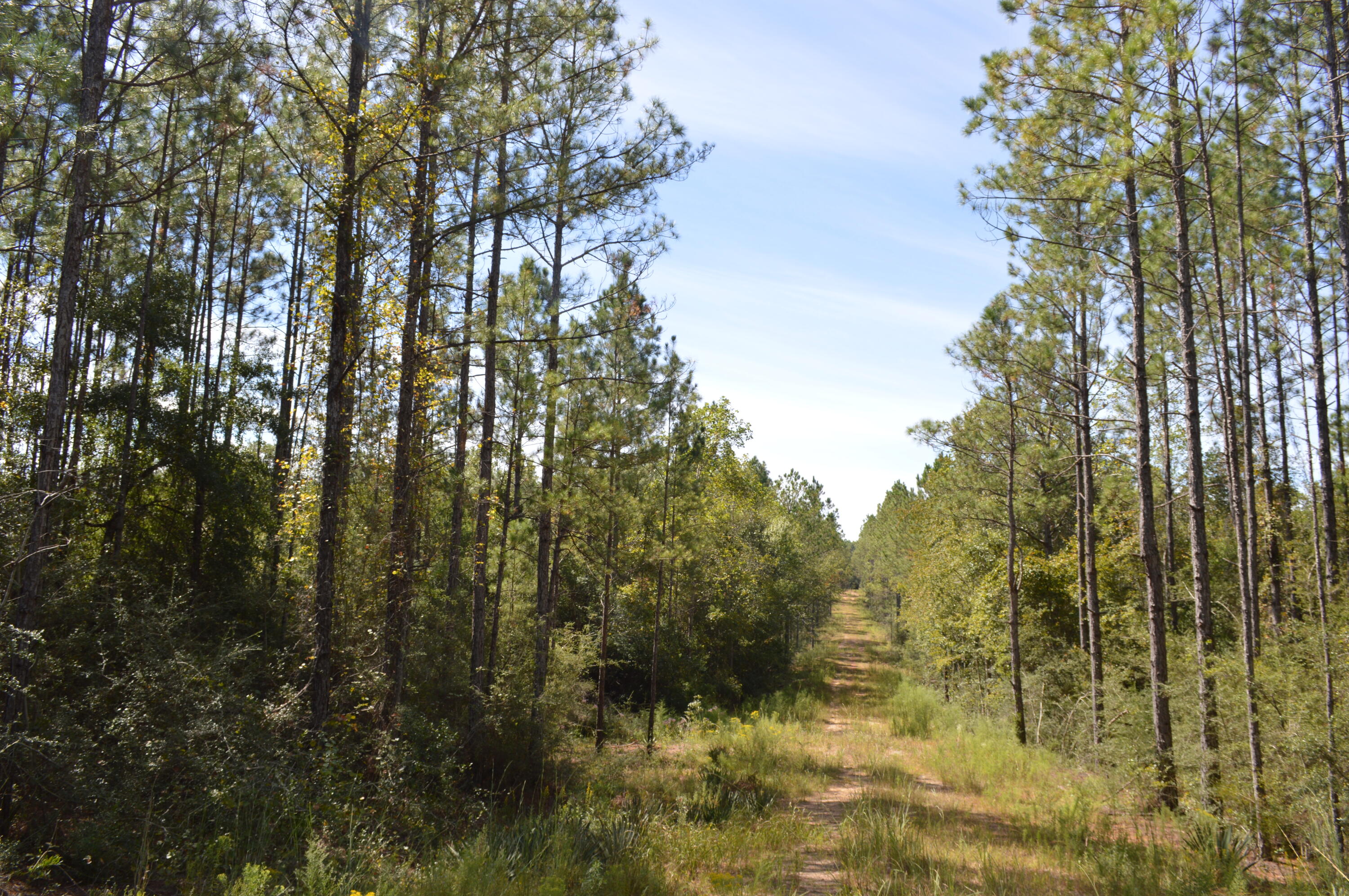 2450-acres King Lake Road DeFuniak Springs, FL 32433 - Photo 26 of 44