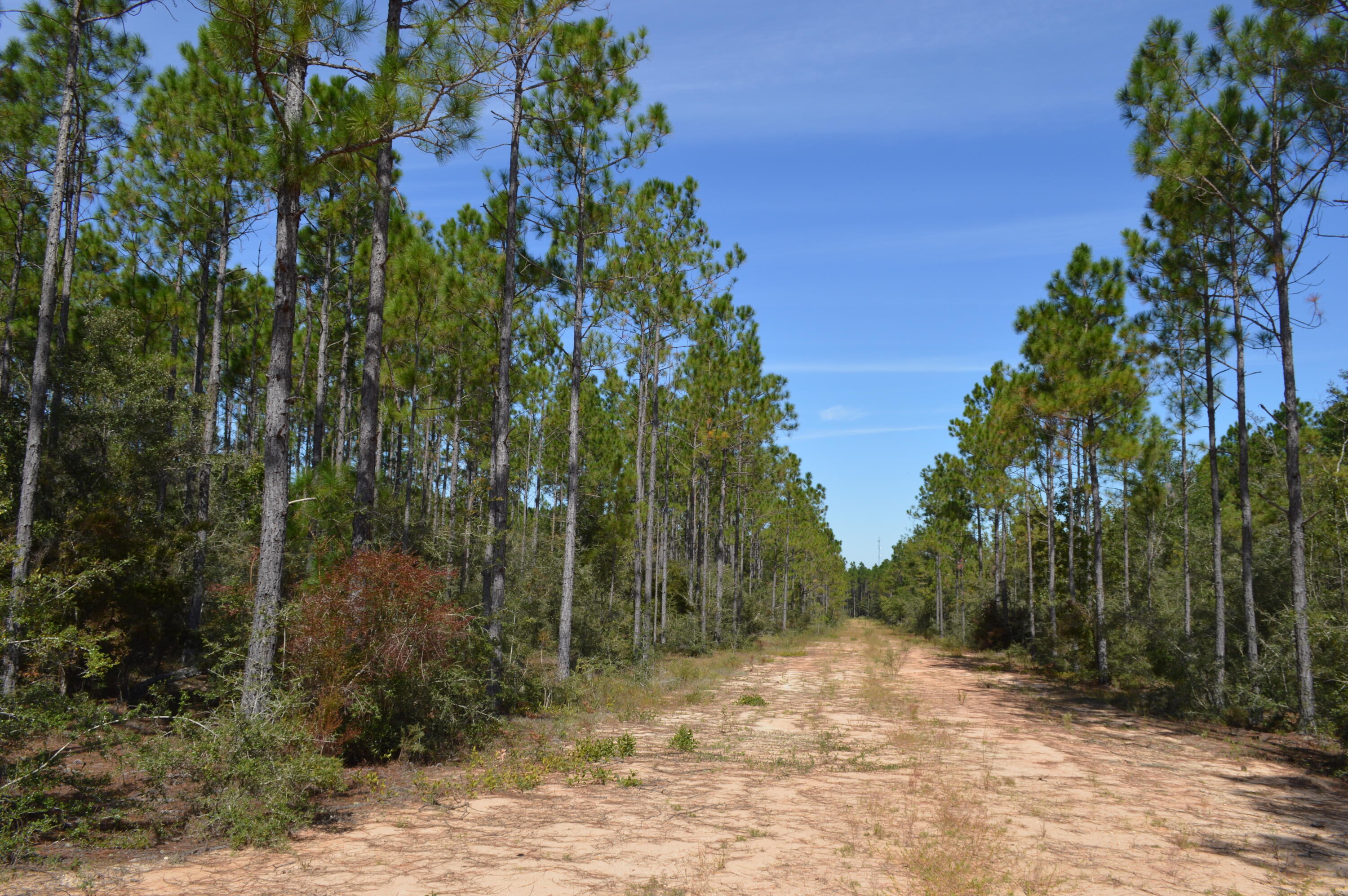 2450-acres King Lake Road DeFuniak Springs, FL 32433 - Photo 28 of 44 a view of a yard with plants and trees