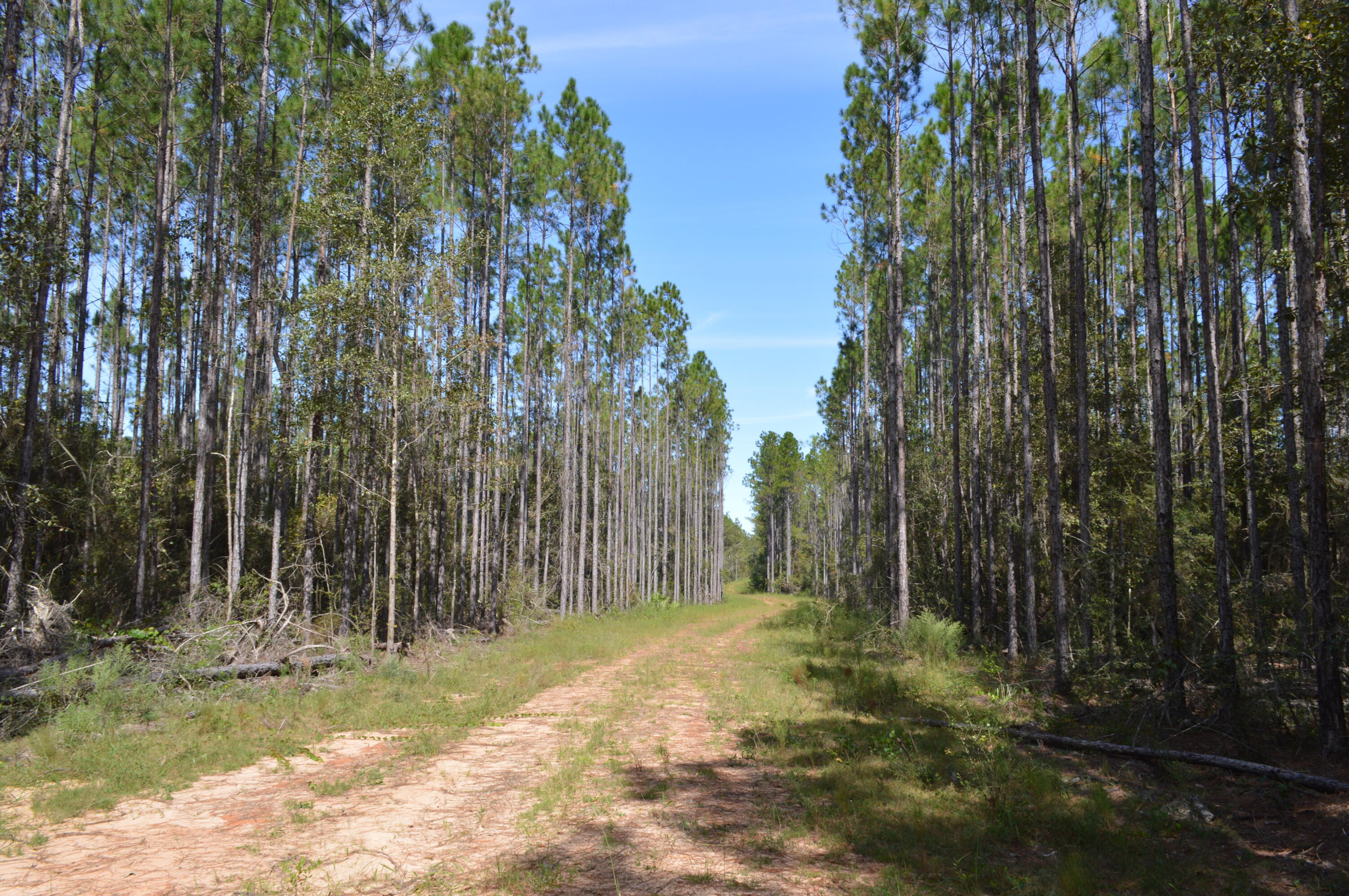 2450-acres King Lake Road DeFuniak Springs, FL 32433 - Photo 29 of 44 a view of backyard with tree