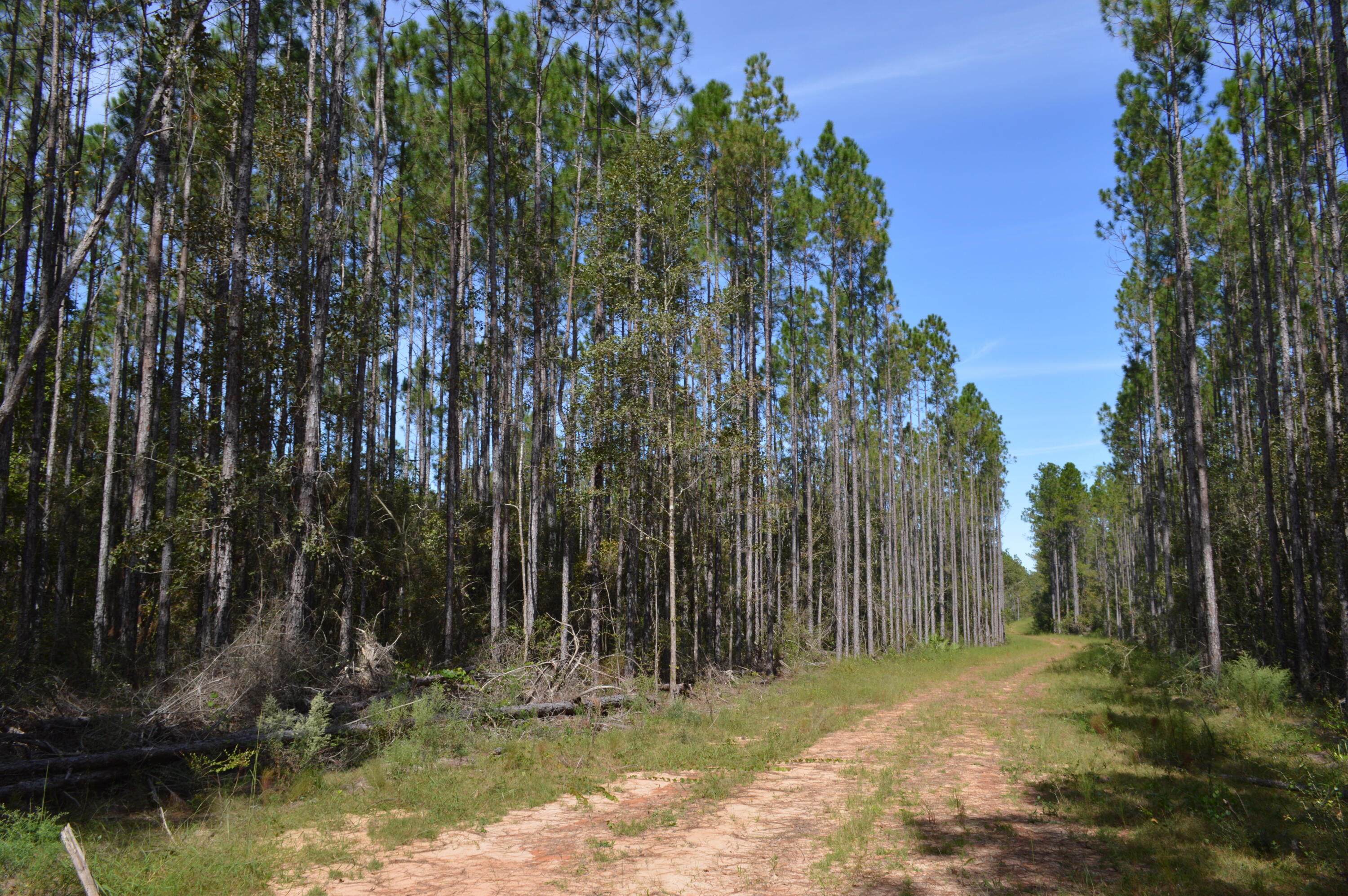 2450-acres King Lake Road DeFuniak Springs, FL 32433 - Photo 30 of 44 a backyard of a house with lots of green space