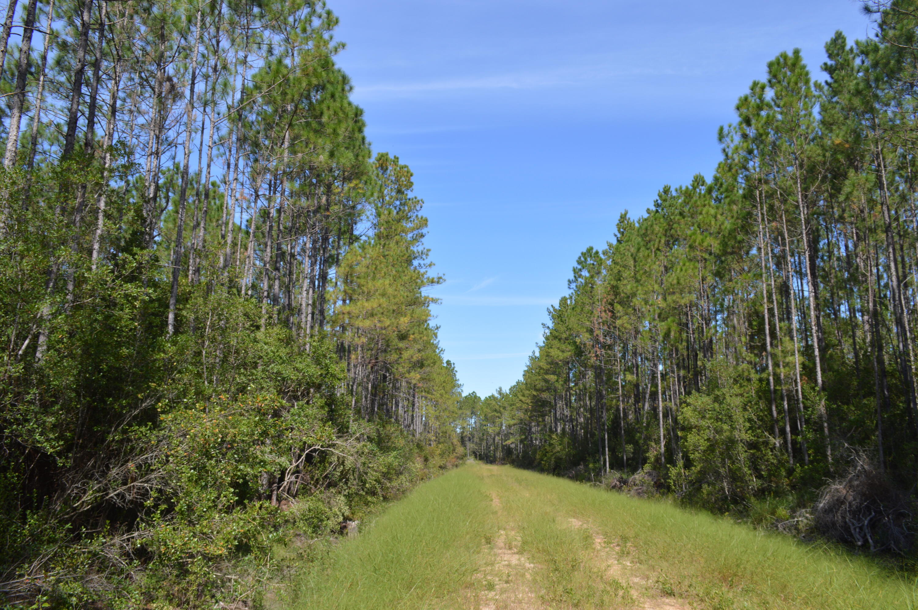 2450-acres King Lake Road DeFuniak Springs, FL 32433 - Photo 31 of 44 a view of a swimming pool with a yard