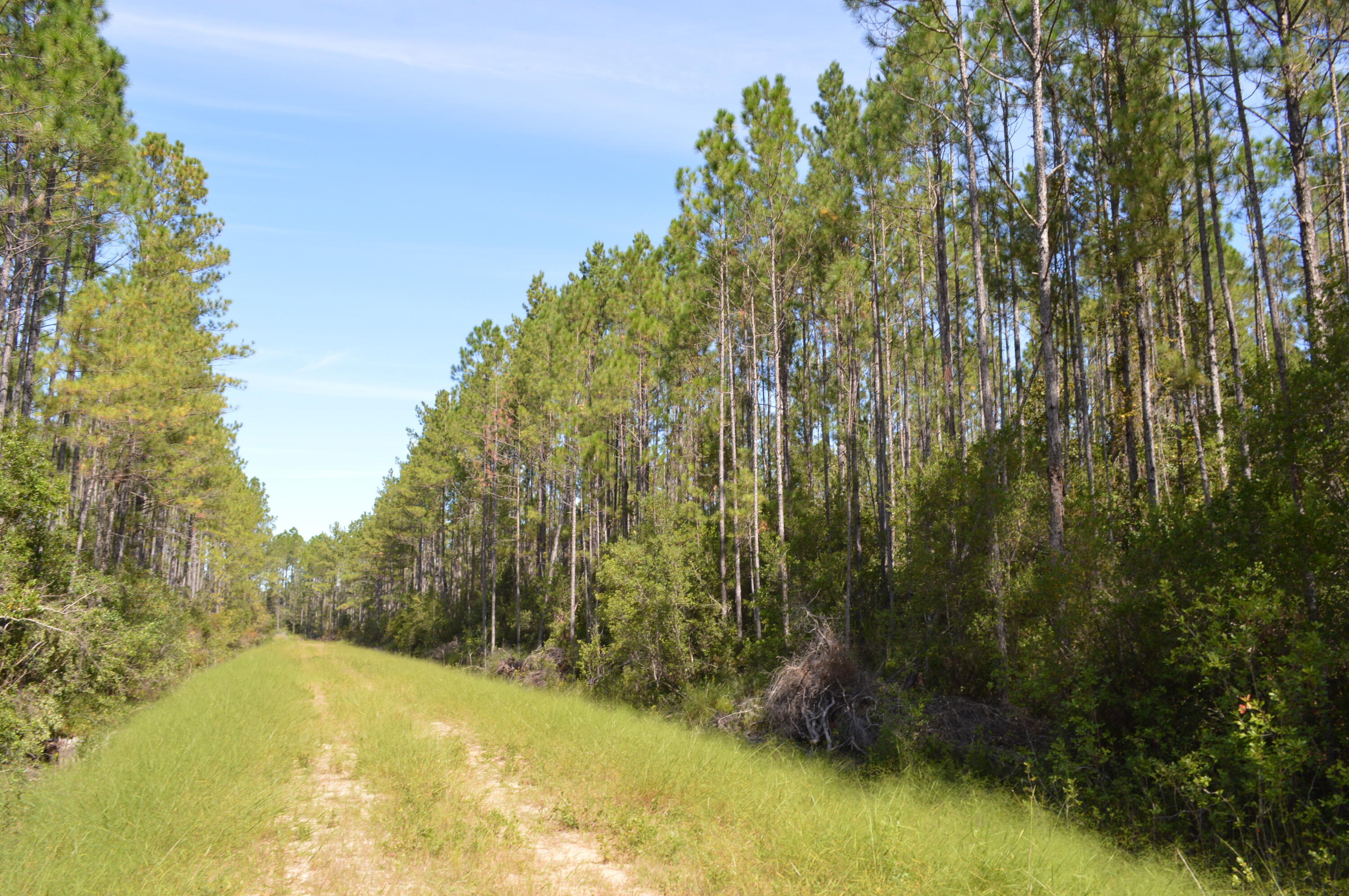 2450-acres King Lake Road DeFuniak Springs, FL 32433 - Photo 32 of 44 a view of yard with swimming pool and trees in the background