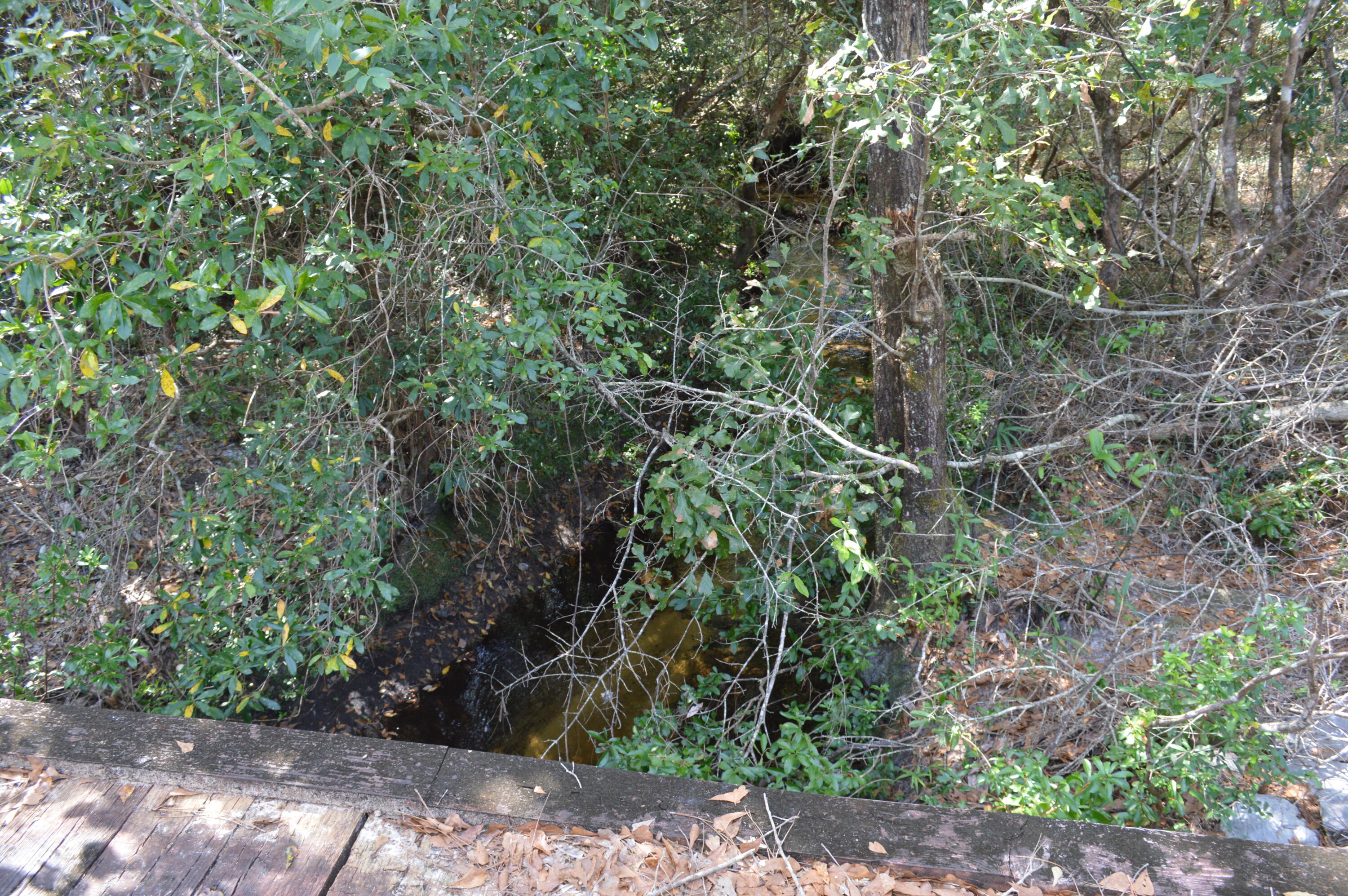 2450-acres King Lake Road DeFuniak Springs, FL 32433 - Photo 33 of 44 a backyard of a house with lots of plants