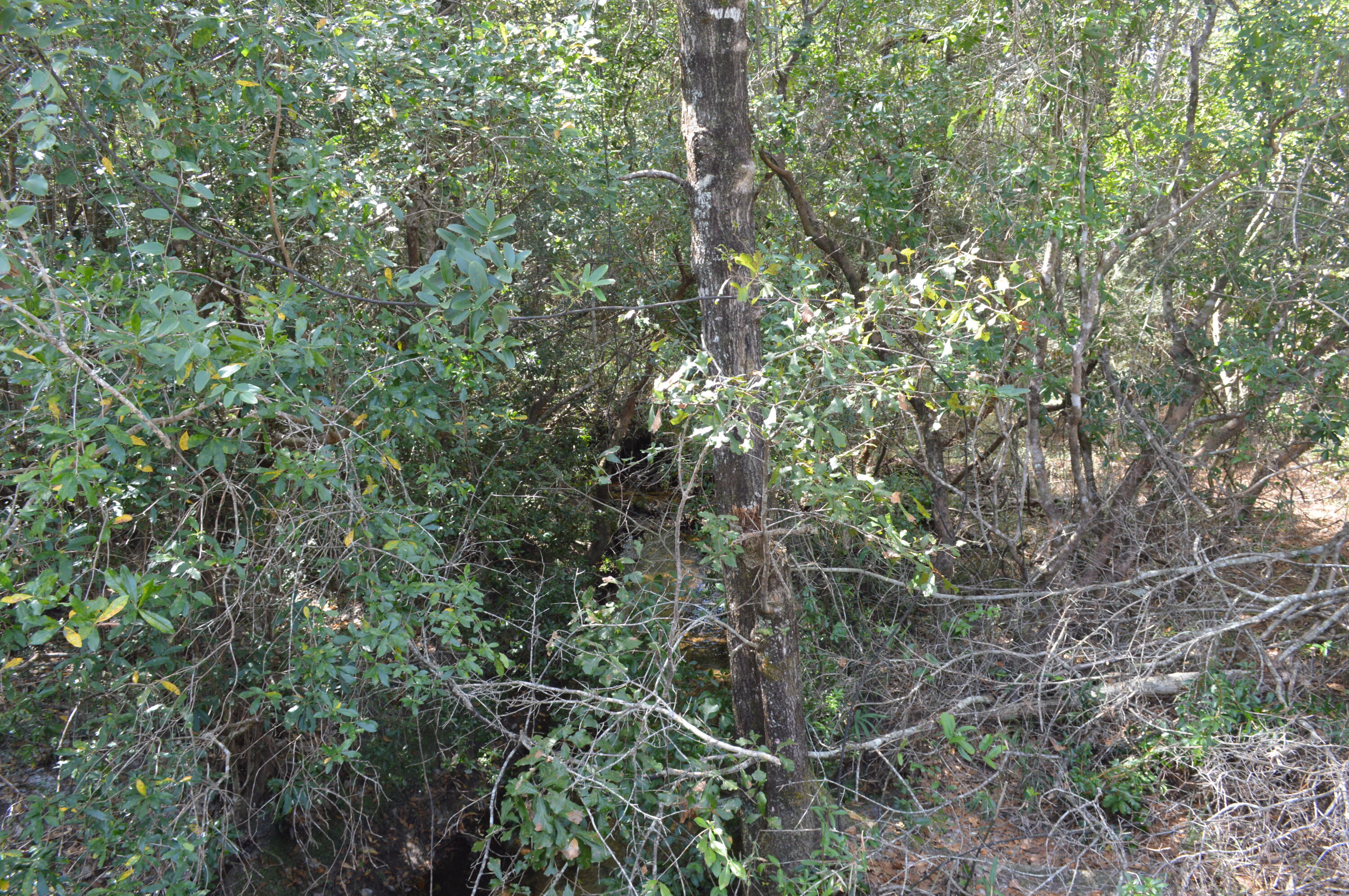 2450-acres King Lake Road DeFuniak Springs, FL 32433 - Photo 34 of 44 a view of a forest with a tree