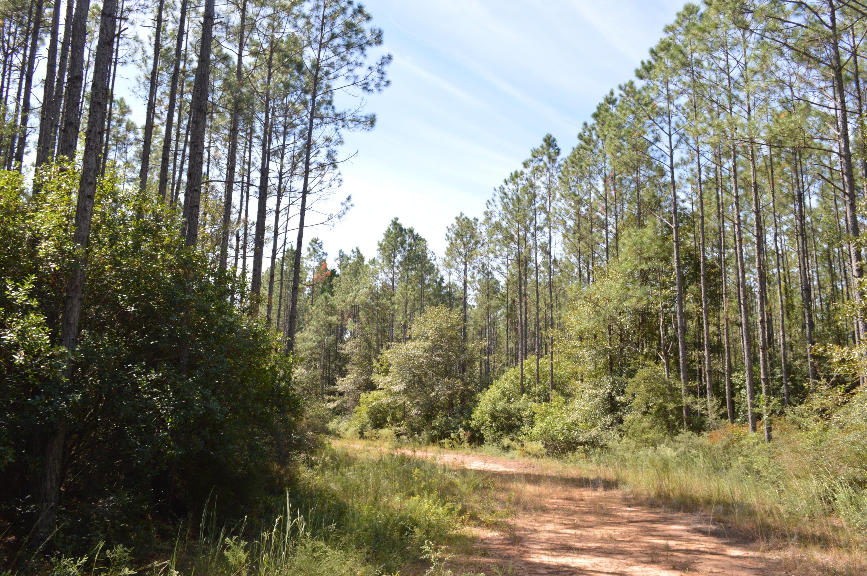 2450-acres King Lake Road DeFuniak Springs, FL 32433 - Photo 35 of 44 a view of a yard with large trees