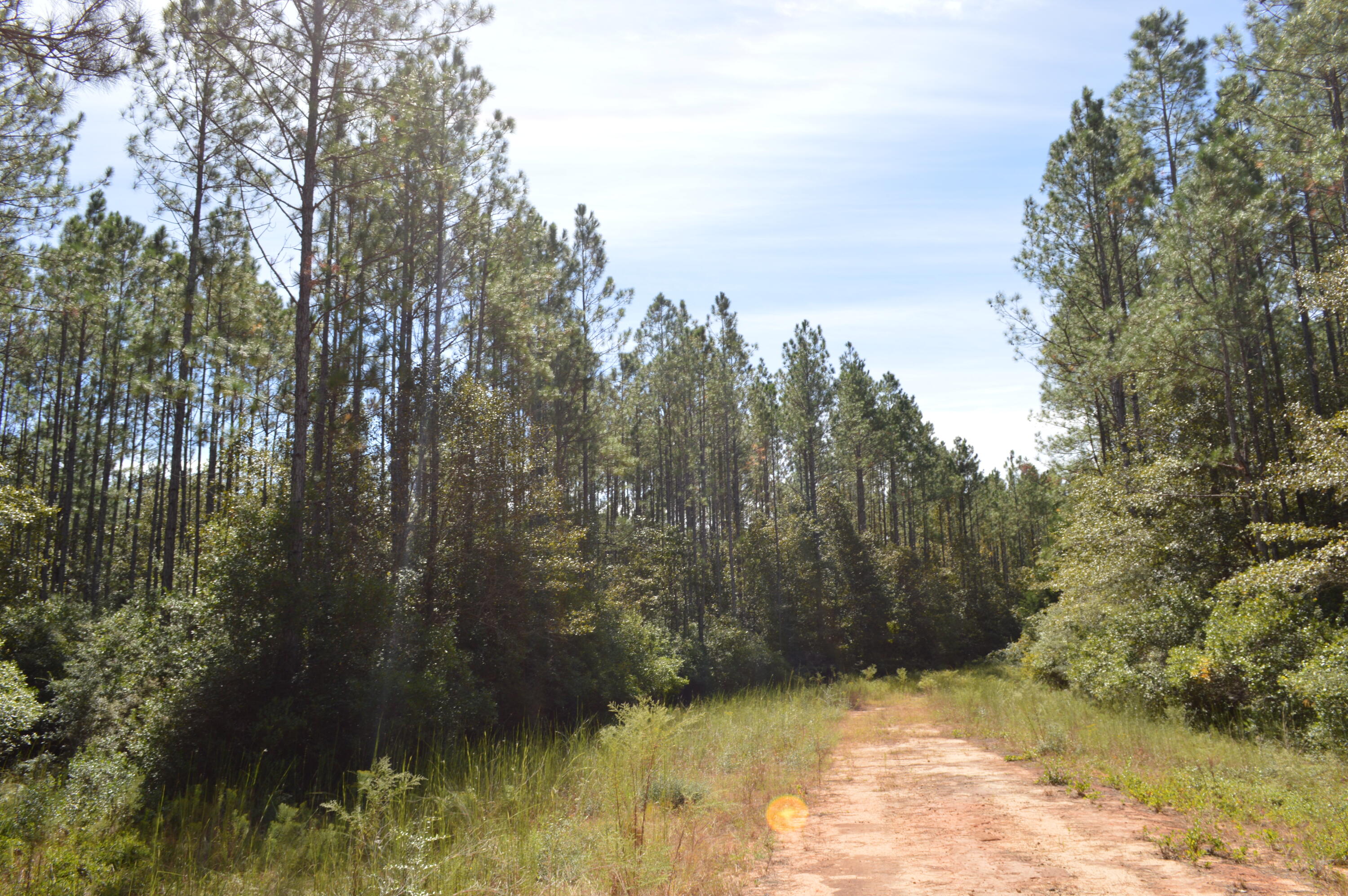 2450-acres King Lake Road DeFuniak Springs, FL 32433 - Photo 36 of 44 a view of river covered with trees