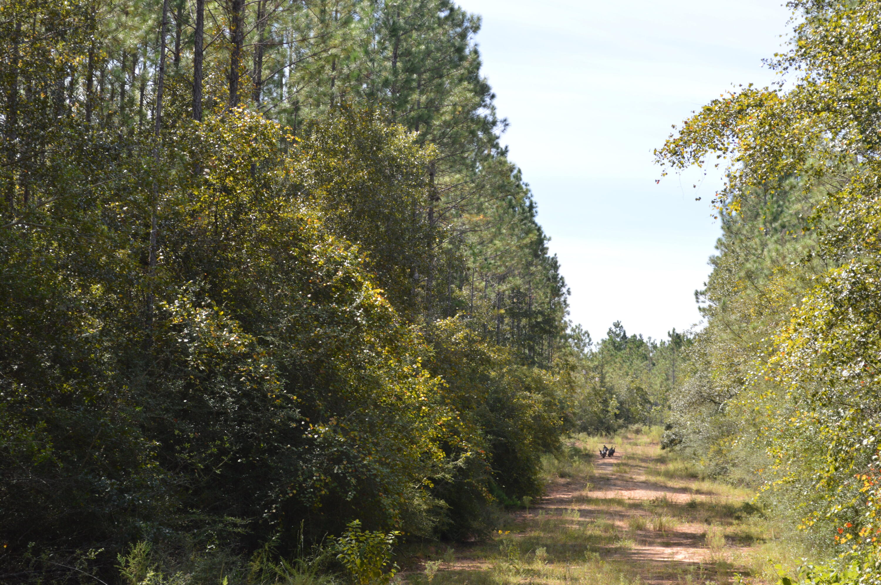 2450-acres King Lake Road DeFuniak Springs, FL 32433 - Photo 37 of 44 a view of a city