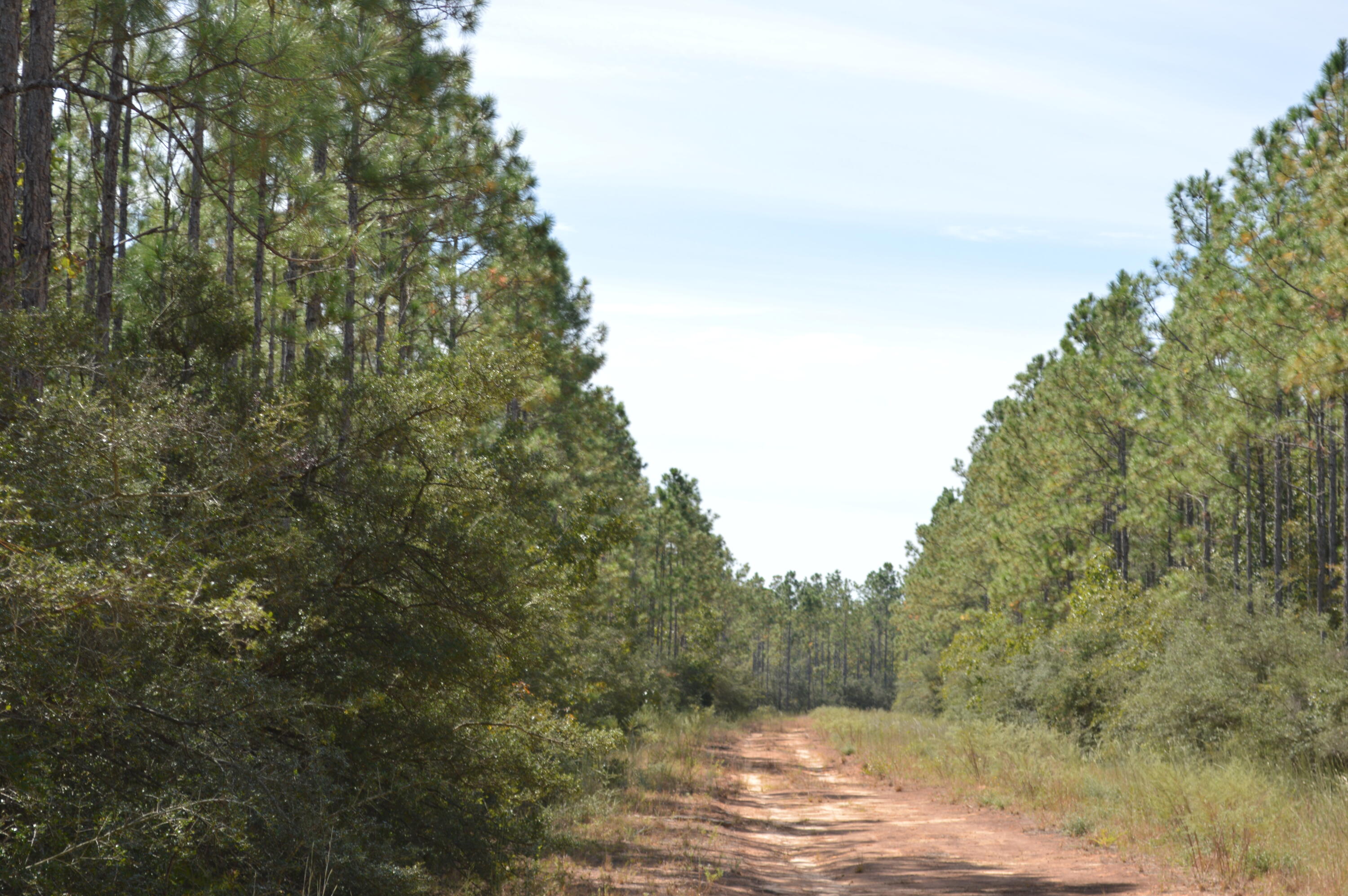 2450-acres King Lake Road DeFuniak Springs, FL 32433 - Photo 38 of 44 a view of a forest with trees in the background