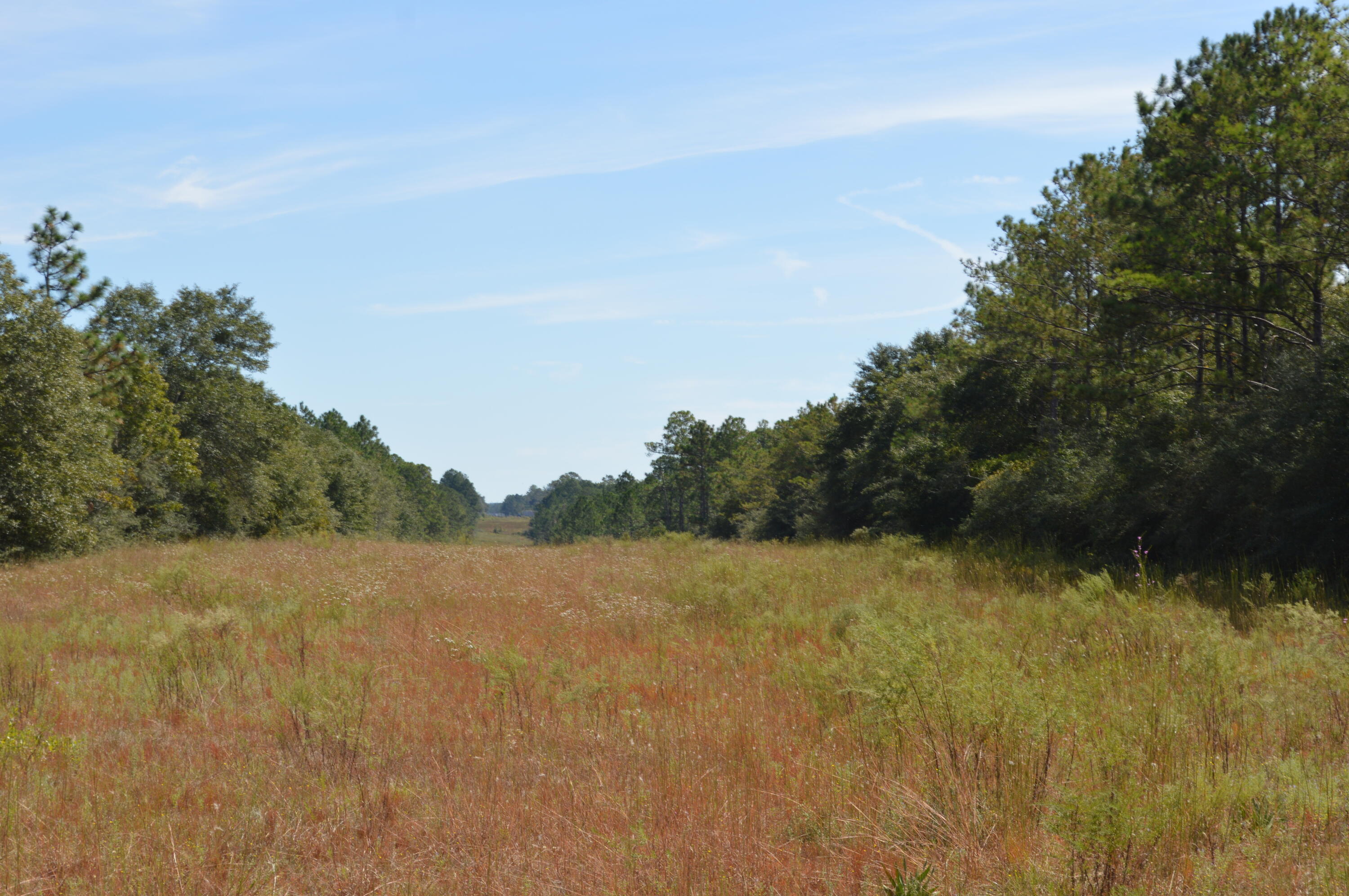 2450-acres King Lake Road DeFuniak Springs, FL 32433 - Photo 39 of 44 a view of a field with trees in the background