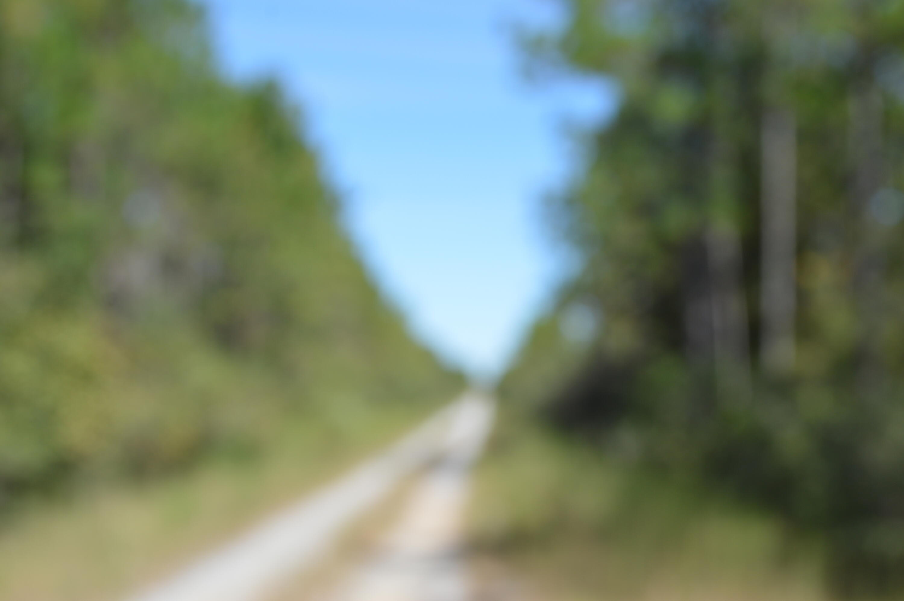 2450-acres King Lake Road DeFuniak Springs, FL 32433 - Photo 42 of 44 a view of a close up of a tree