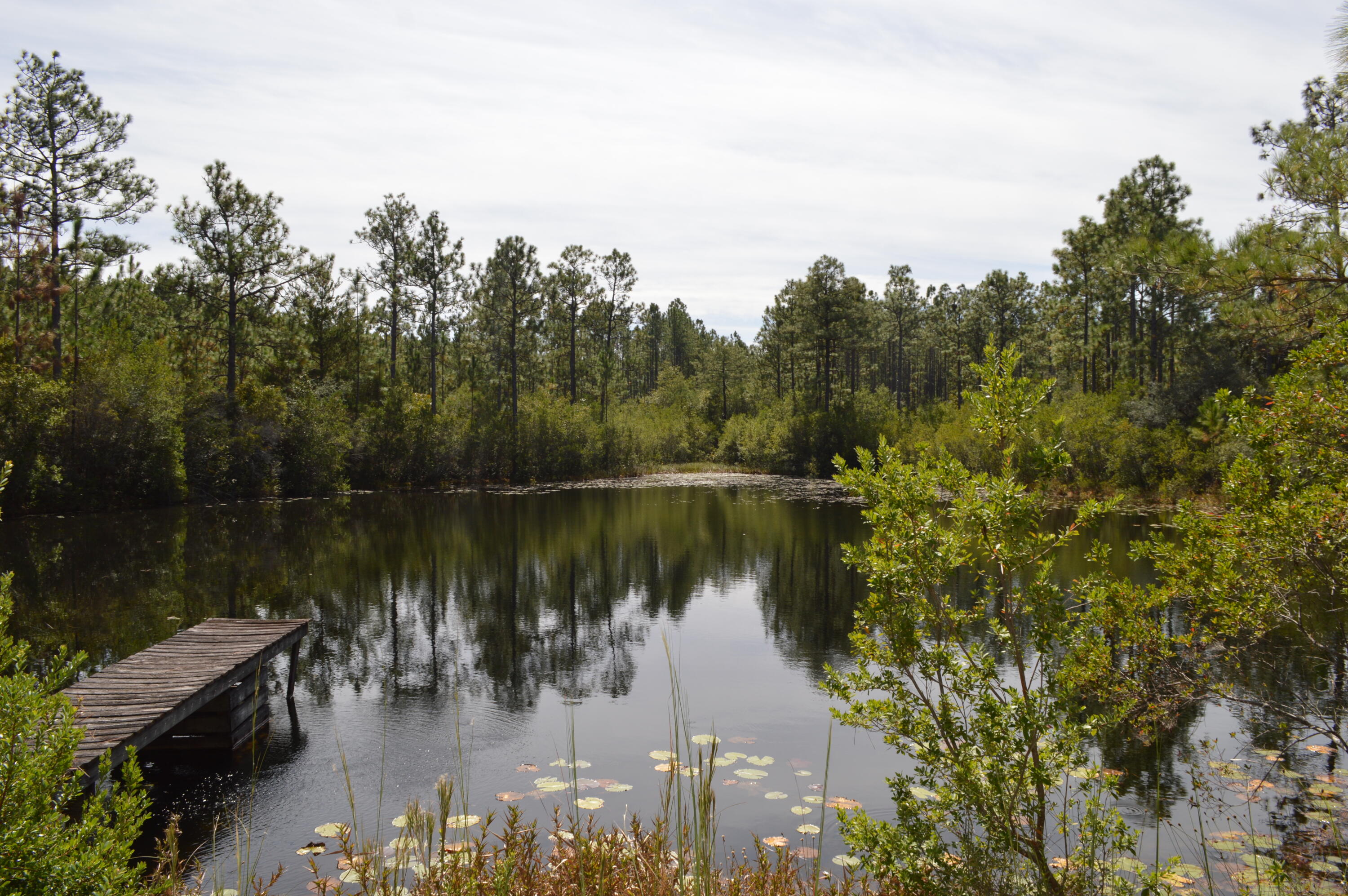 2450-acres King Lake Road DeFuniak Springs, FL 32433 - Photo 44 of 44 a body of water with a tree in the background