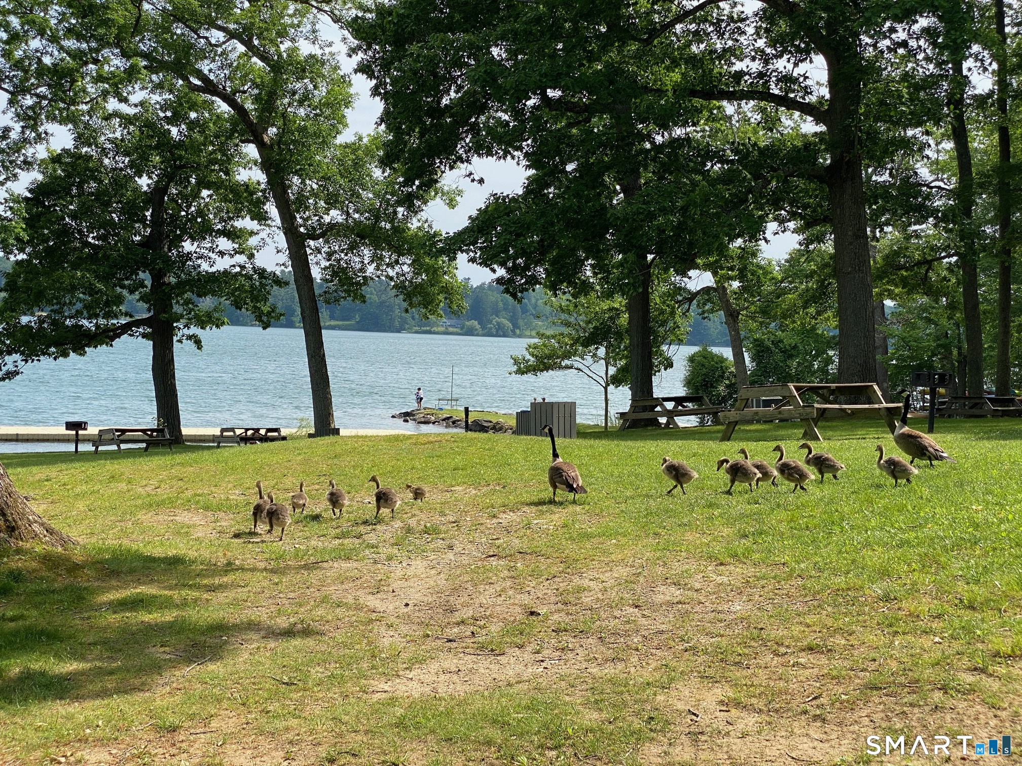 50 Millerton Road Salisbury, CT 06039 - Photo 12 of 15 Residents of the lake.