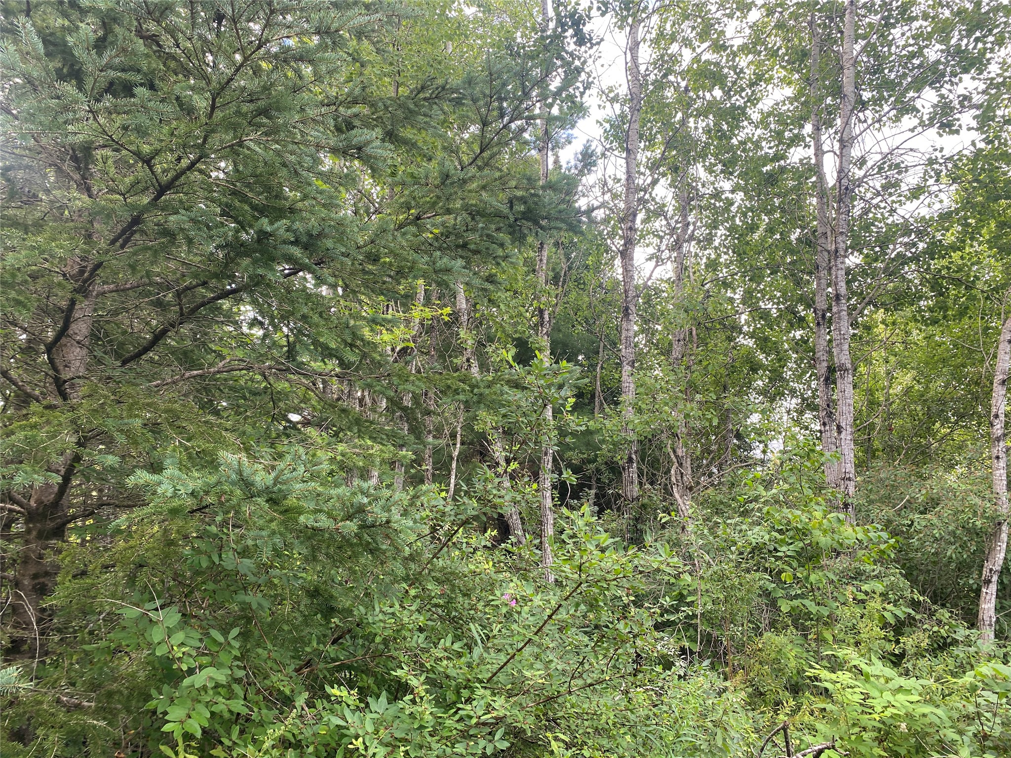On Delap Lane Couderay, WI 54828 - Photo 4 of 4