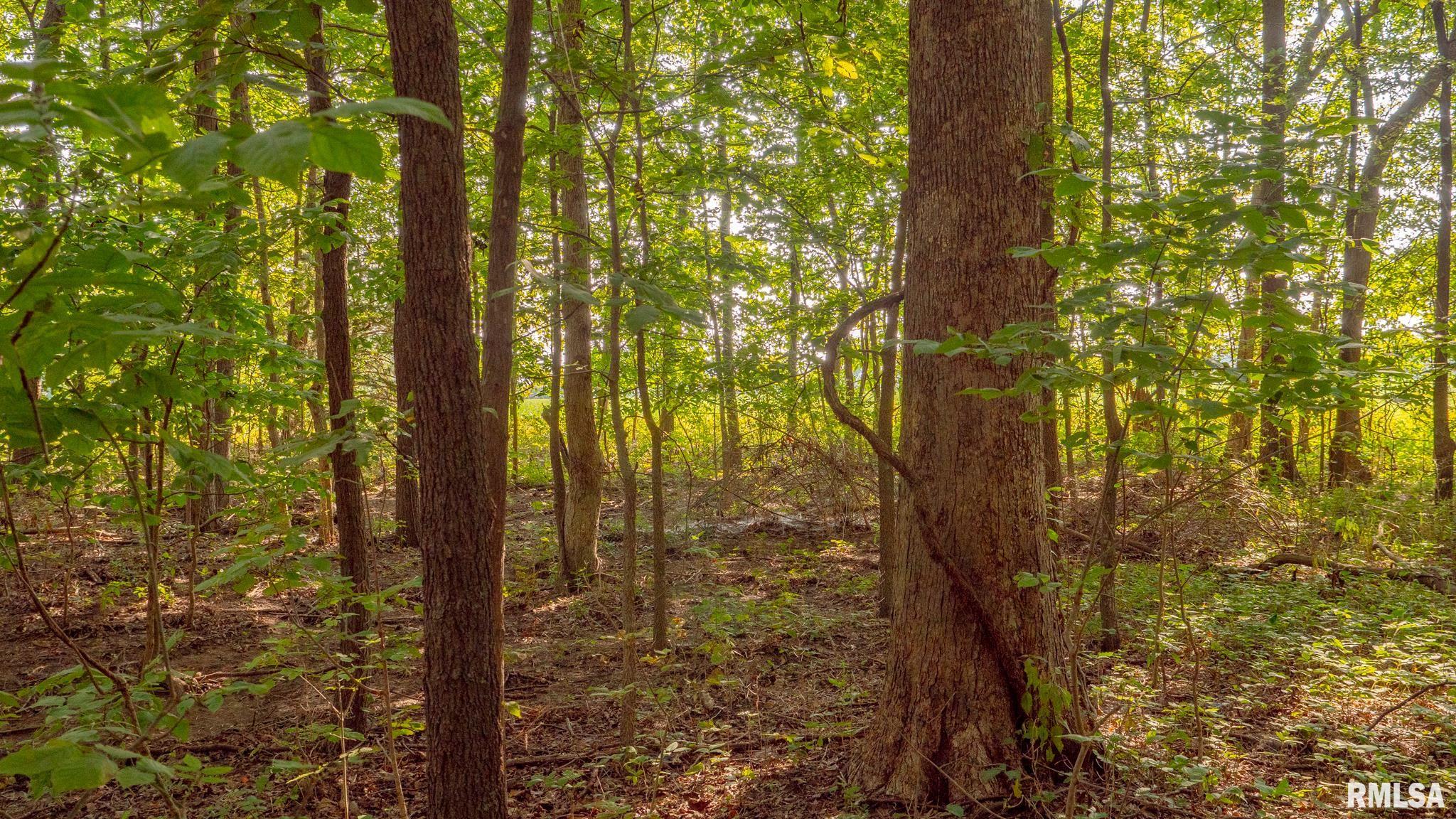 8411 Brimberry Road Alma, IL 62807 - Photo 44 of 81