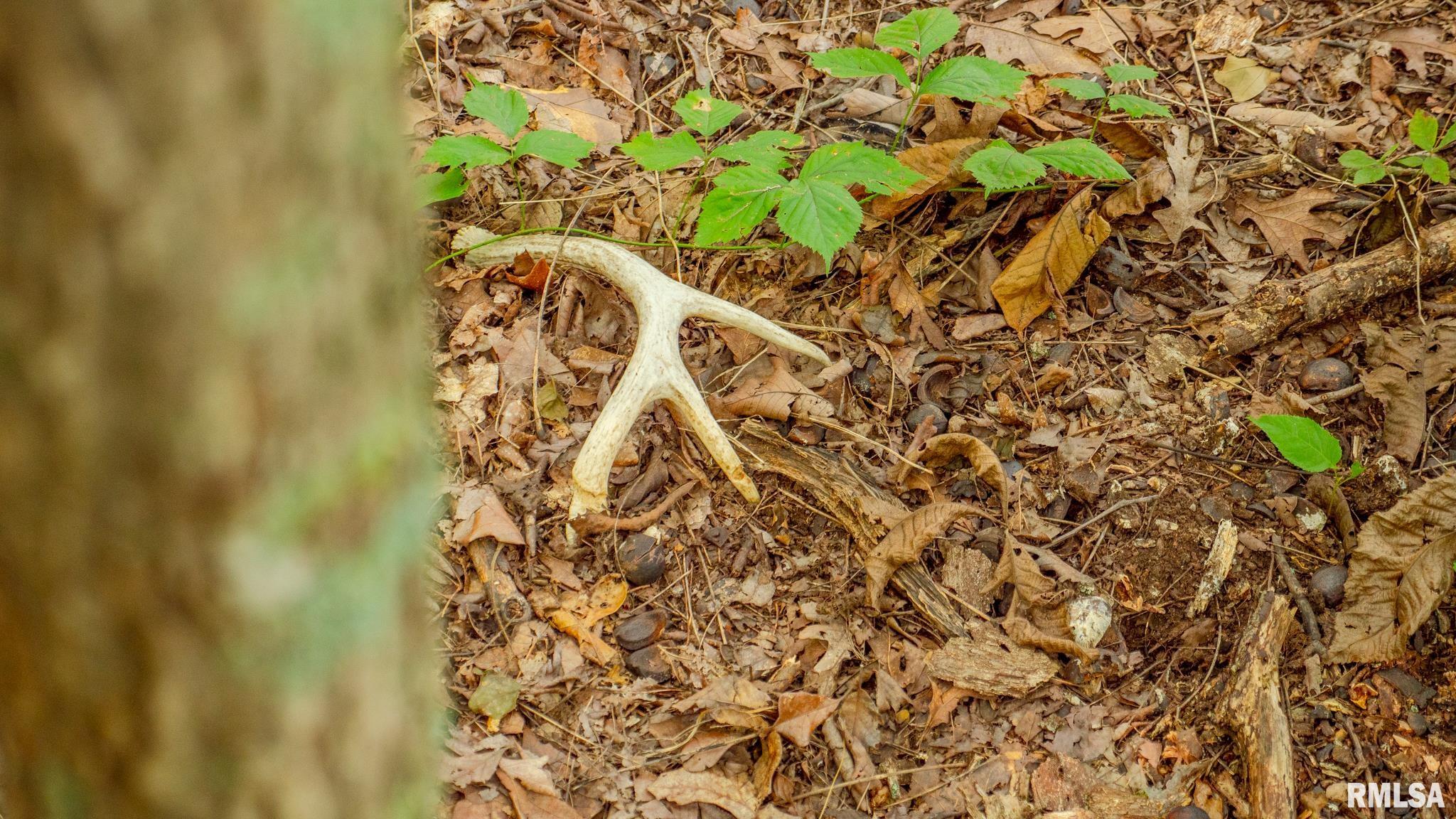 8411 Brimberry Road Alma, IL 62807 - Photo 47 of 81