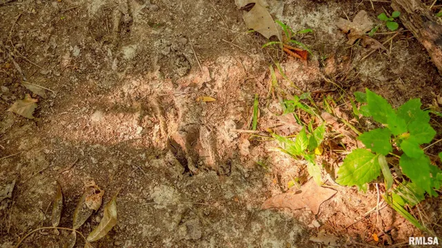 $256,000 | 8411 Brimberry Road, Alma, IL 62807