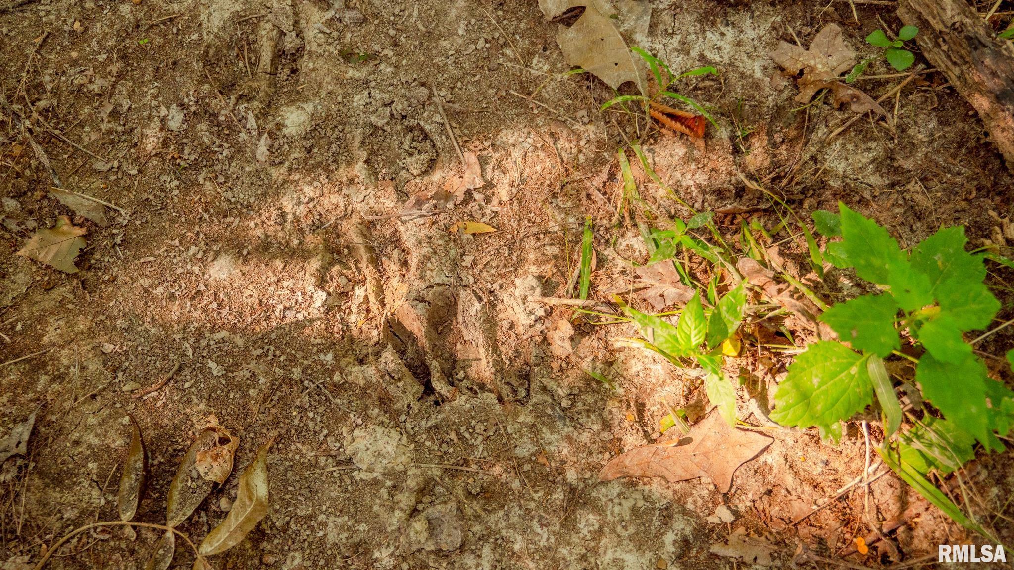 8411 Brimberry Road Alma, IL 62807 - Photo 49 of 81