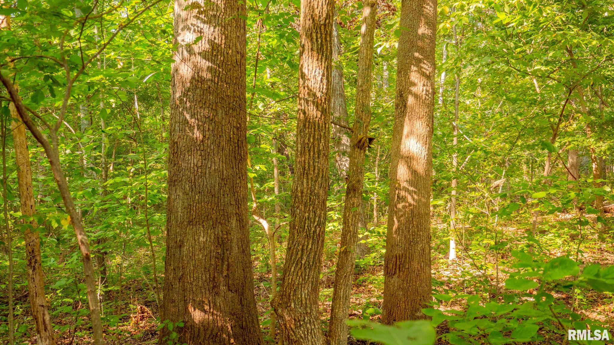 8411 Brimberry Road Alma, IL 62807 - Photo 50 of 81