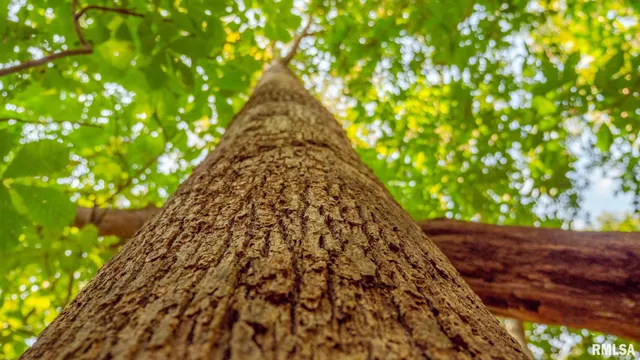 $256,000 | 8411 Brimberry Road, Alma, IL 62807