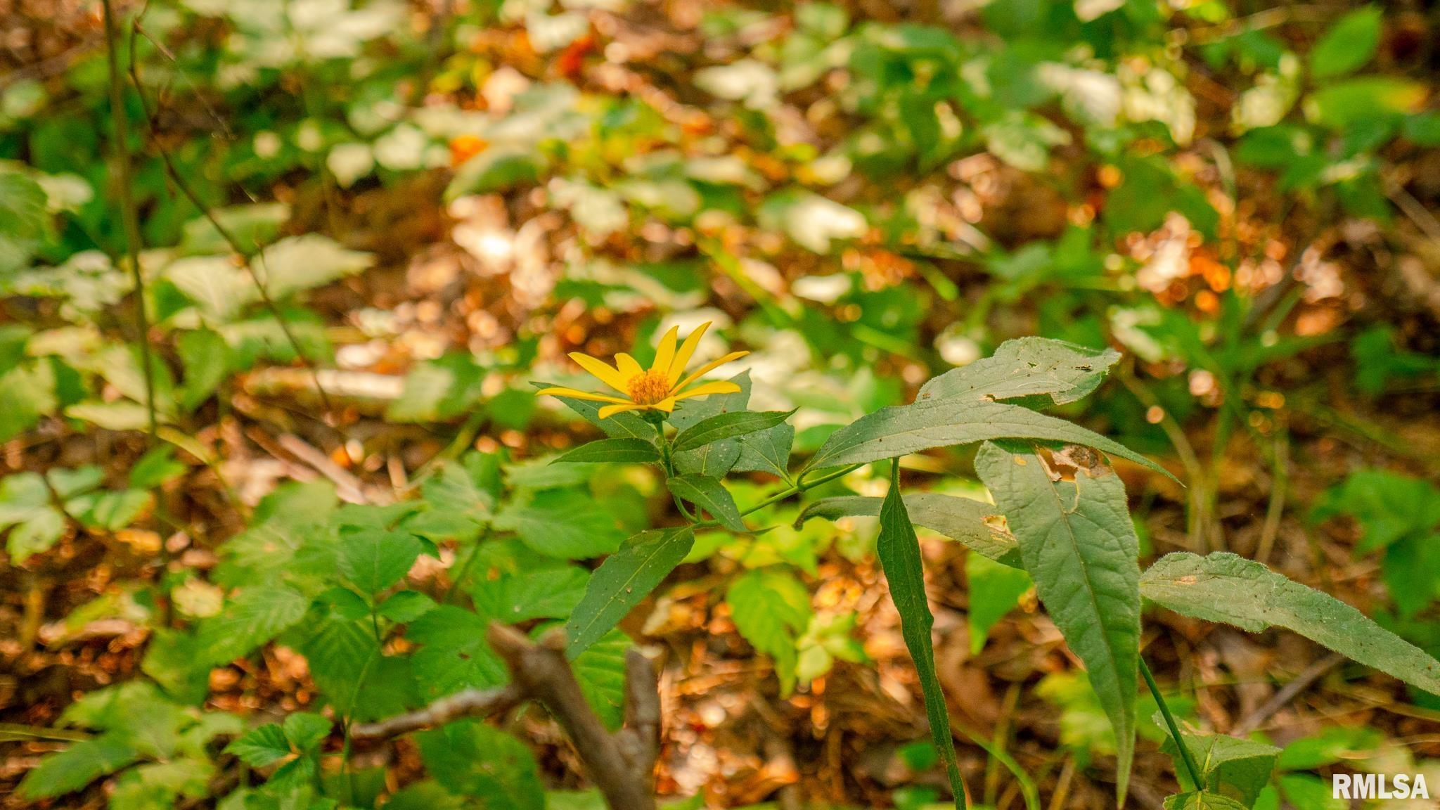 8411 Brimberry Road Alma, IL 62807 - Photo 56 of 81