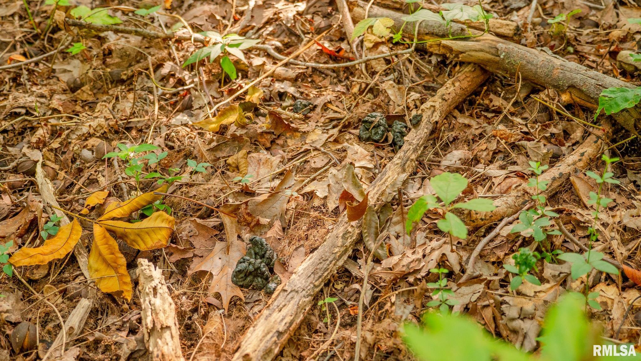 8411 Brimberry Road Alma, IL 62807 - Photo 58 of 81