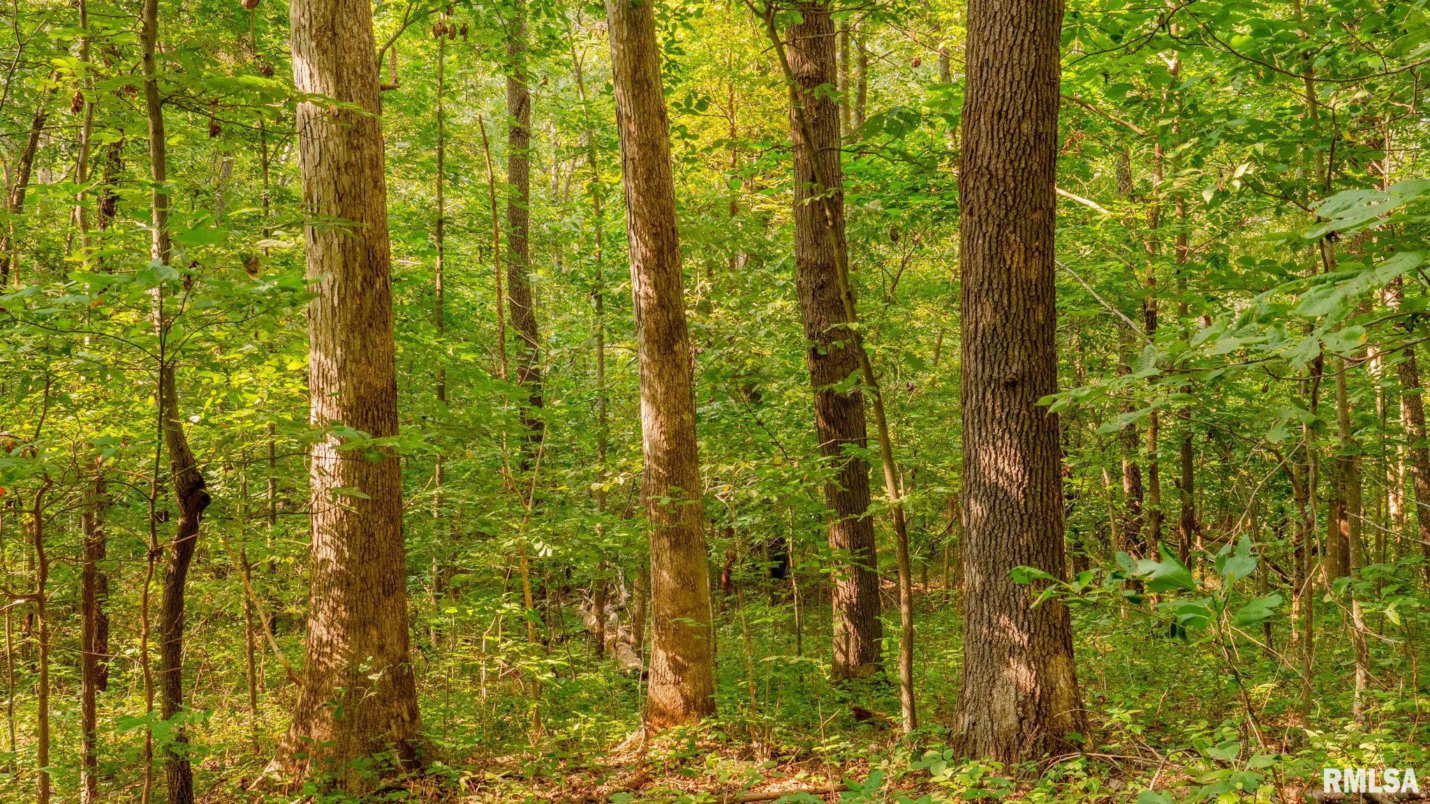 8411 Brimberry Road Alma, IL 62807 - Photo 61 of 81