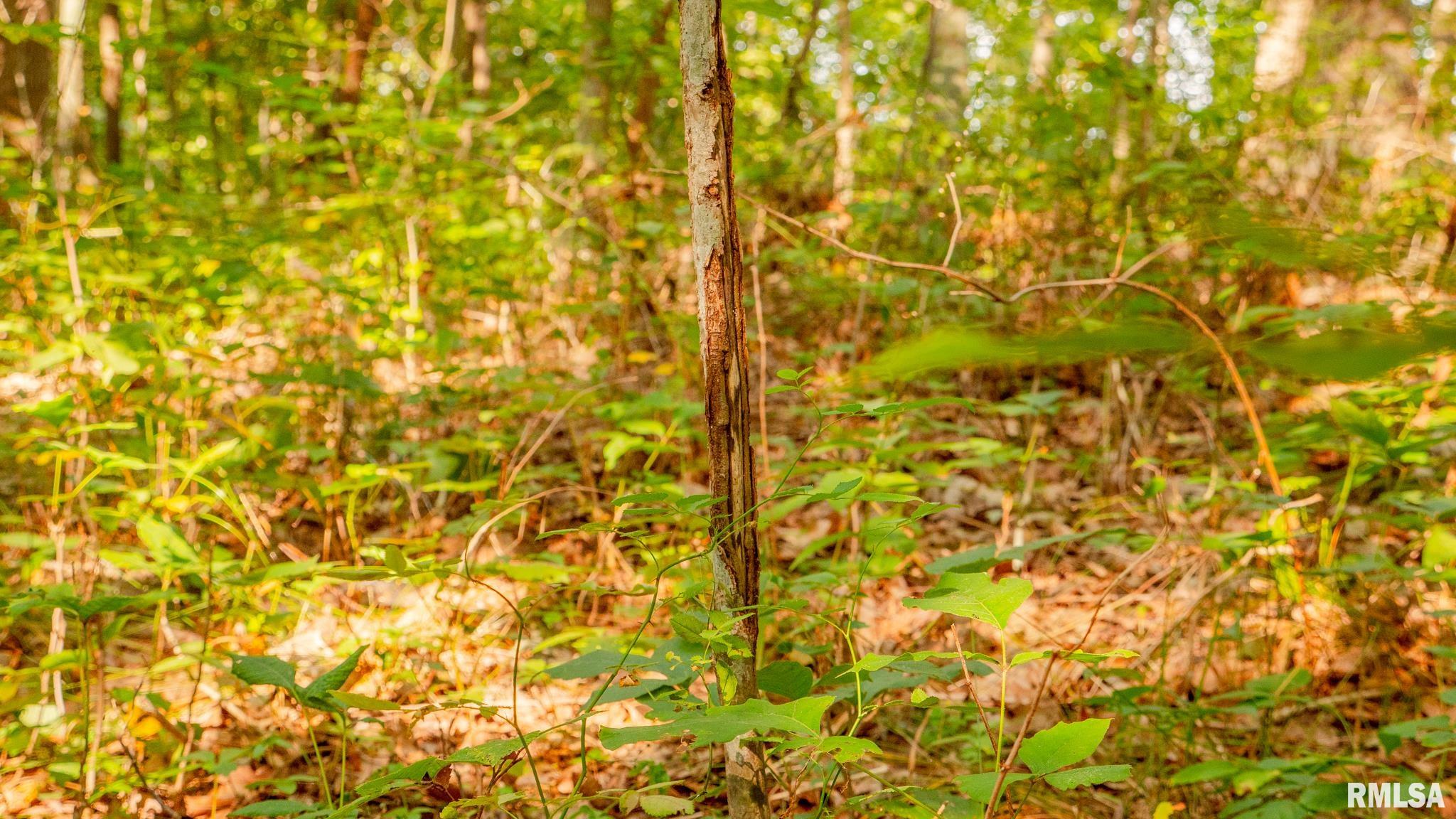 8411 Brimberry Road Alma, IL 62807 - Photo 62 of 81