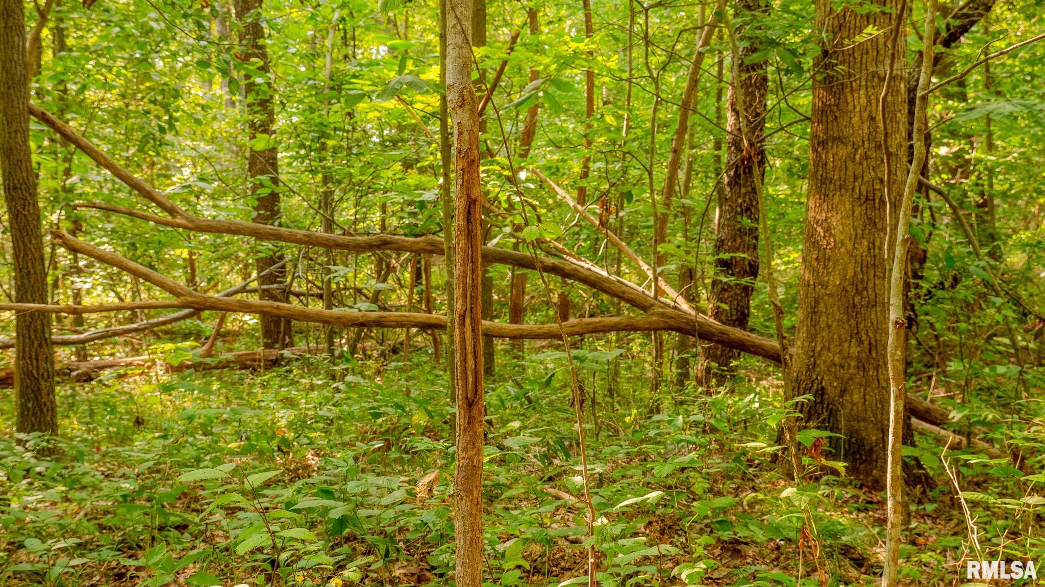 8411 Brimberry Road Alma, IL 62807 - Photo 64 of 81