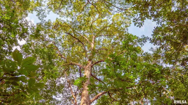 $256,000 | 8411 Brimberry Road, Alma, IL 62807