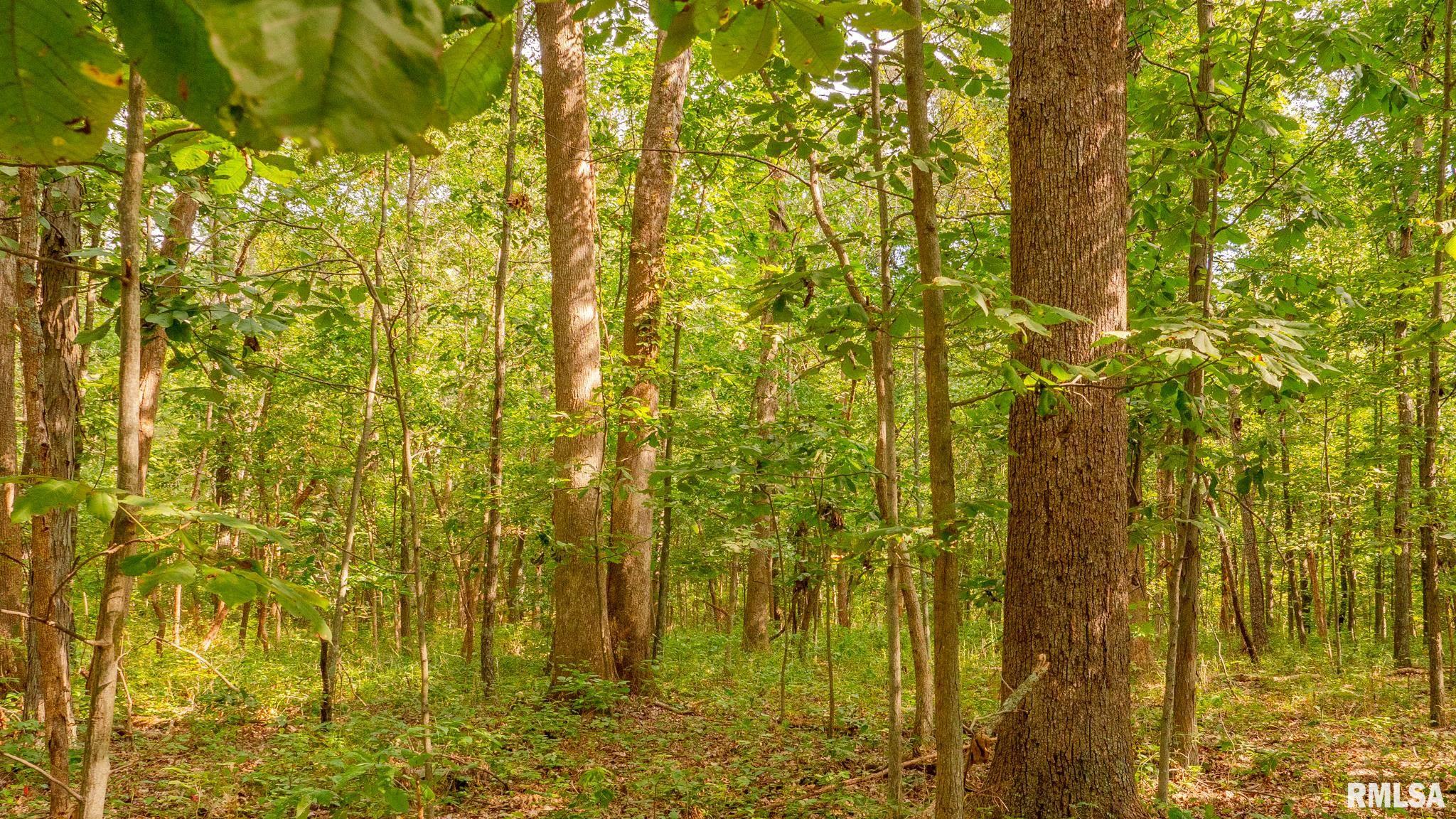 8411 Brimberry Road Alma, IL 62807 - Photo 71 of 81