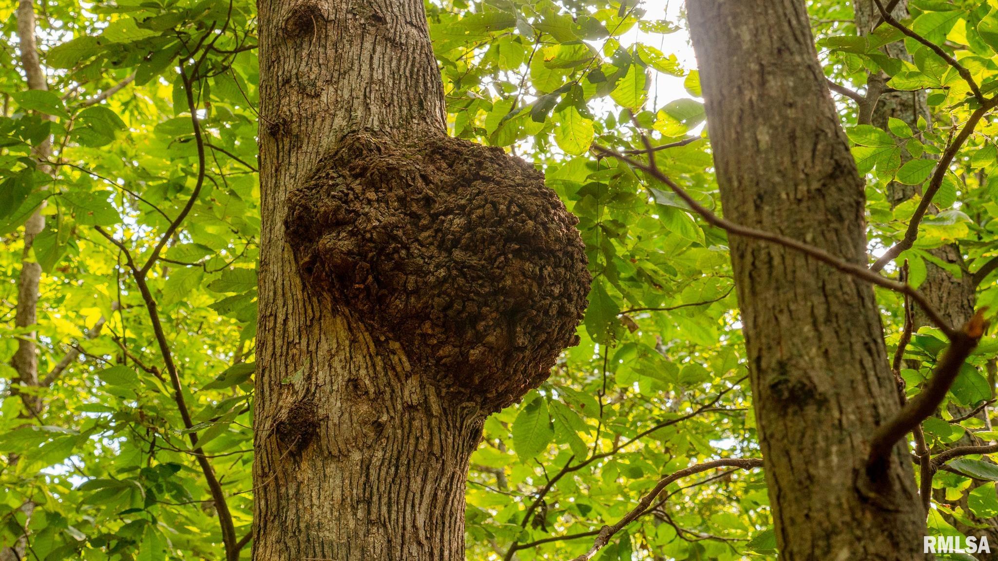 8411 Brimberry Road Alma, IL 62807 - Photo 73 of 81