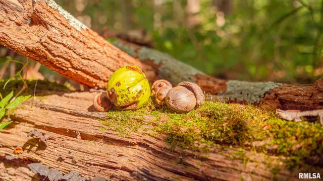 $256,000 | 8411 Brimberry Road, Alma, IL 62807