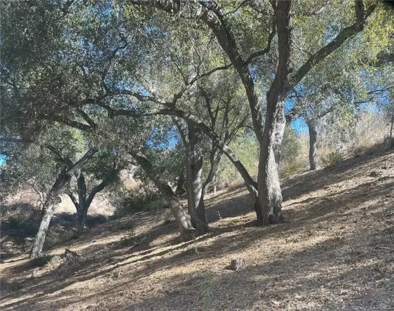 a view of a tree in the middle of a yard