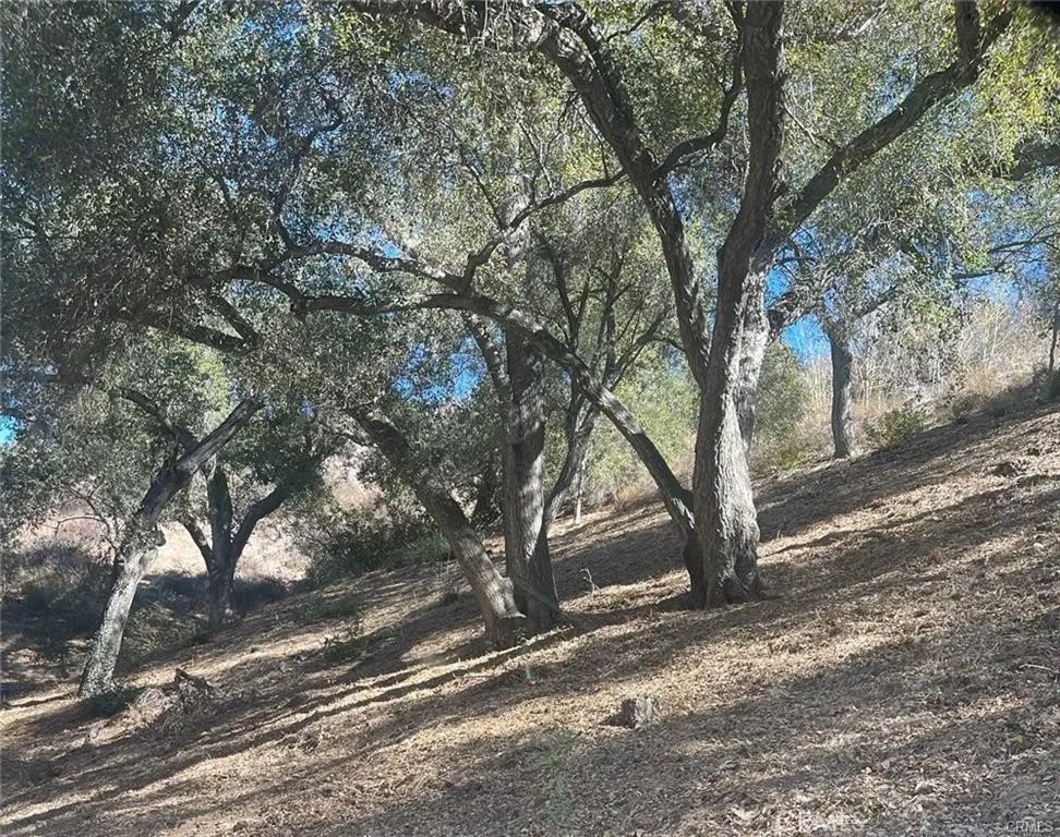 0 Stewart Canyon Road Fallbrook, CA 92028 - Photo 4 of 19 a view of a tree in the middle of a yard