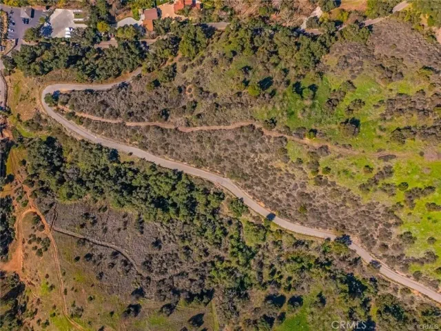 a close up of a plant