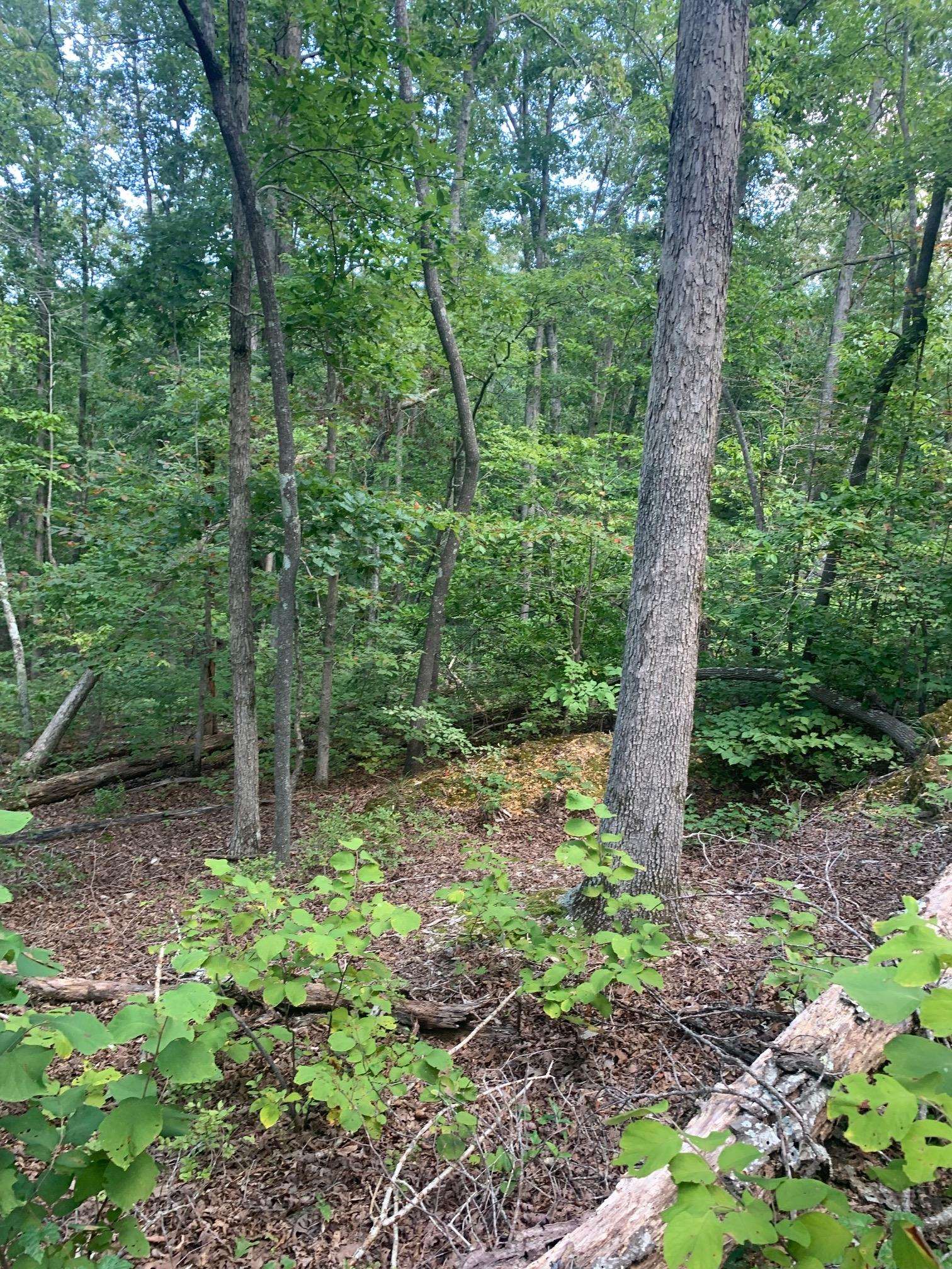0 Wild Acres Road Holladay, TN 38341 - Photo 4 of 8 Gallery Image 4