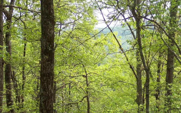a view of tree